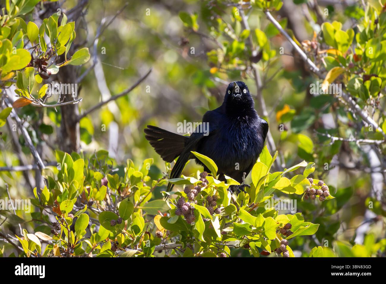 Carib grackle assis dans le Bush vert, Sint Maarten, petites Antilles Banque D'Images