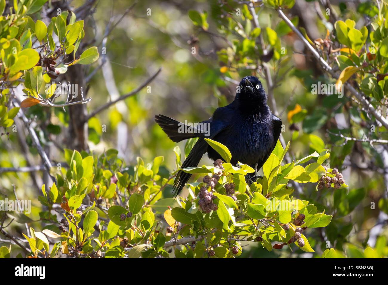 Carib grackle assis dans le Bush vert, Sint Maarten, petites Antilles Banque D'Images