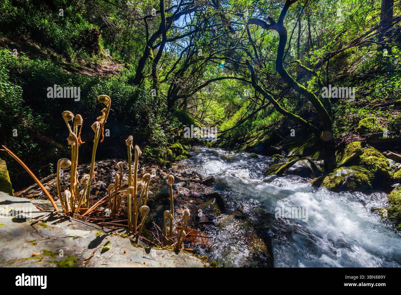 Une scène forestière vibrante présente un ruisseau précipité entouré d'une végétation luxuriante, avec de délicates frondes de fougères au premier plan Banque D'Images