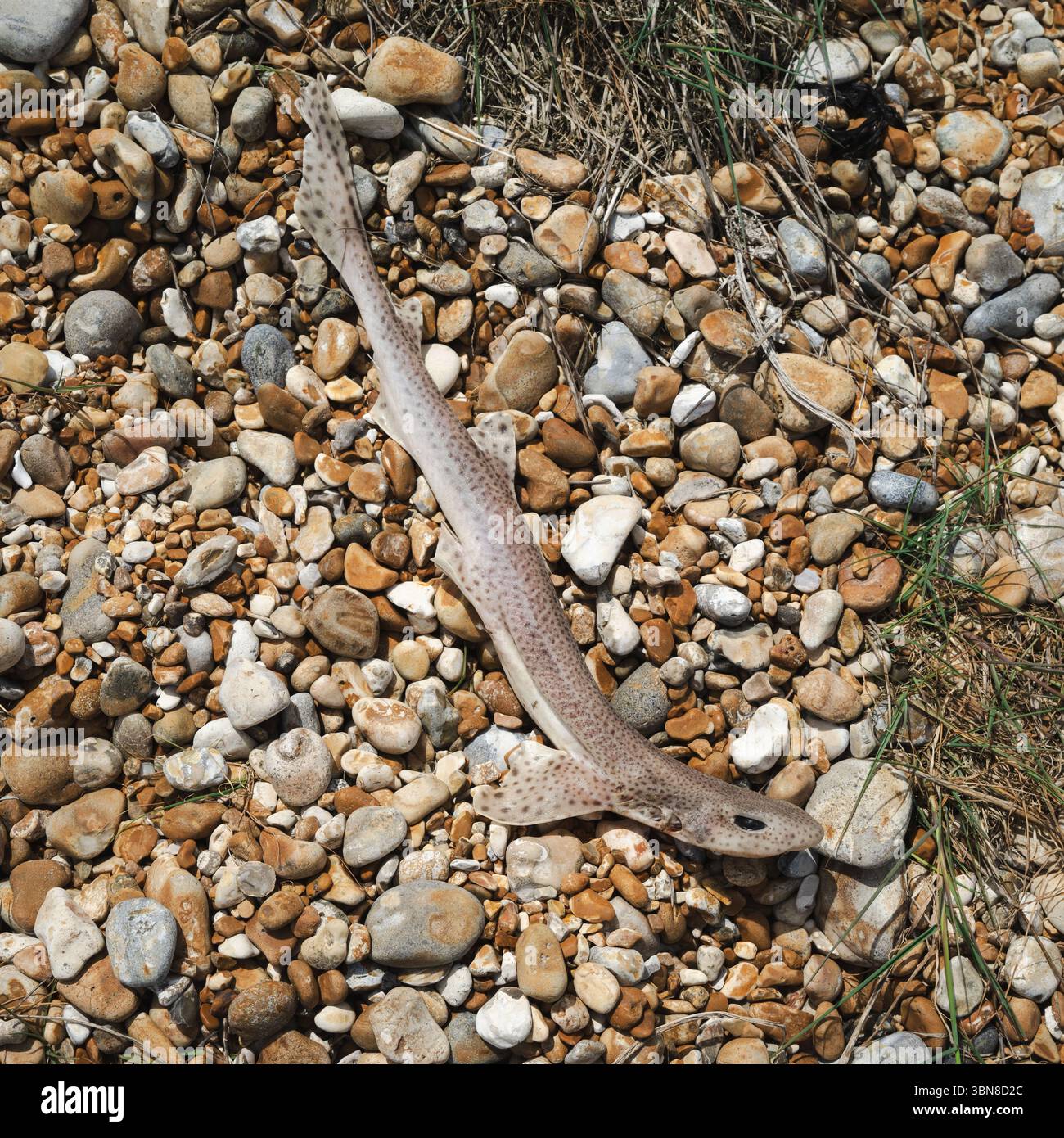 Dungeness , Angleterre, Royaume-Uni, 23 mai 2025, Resser Spotted Dogfish Banque D'Images