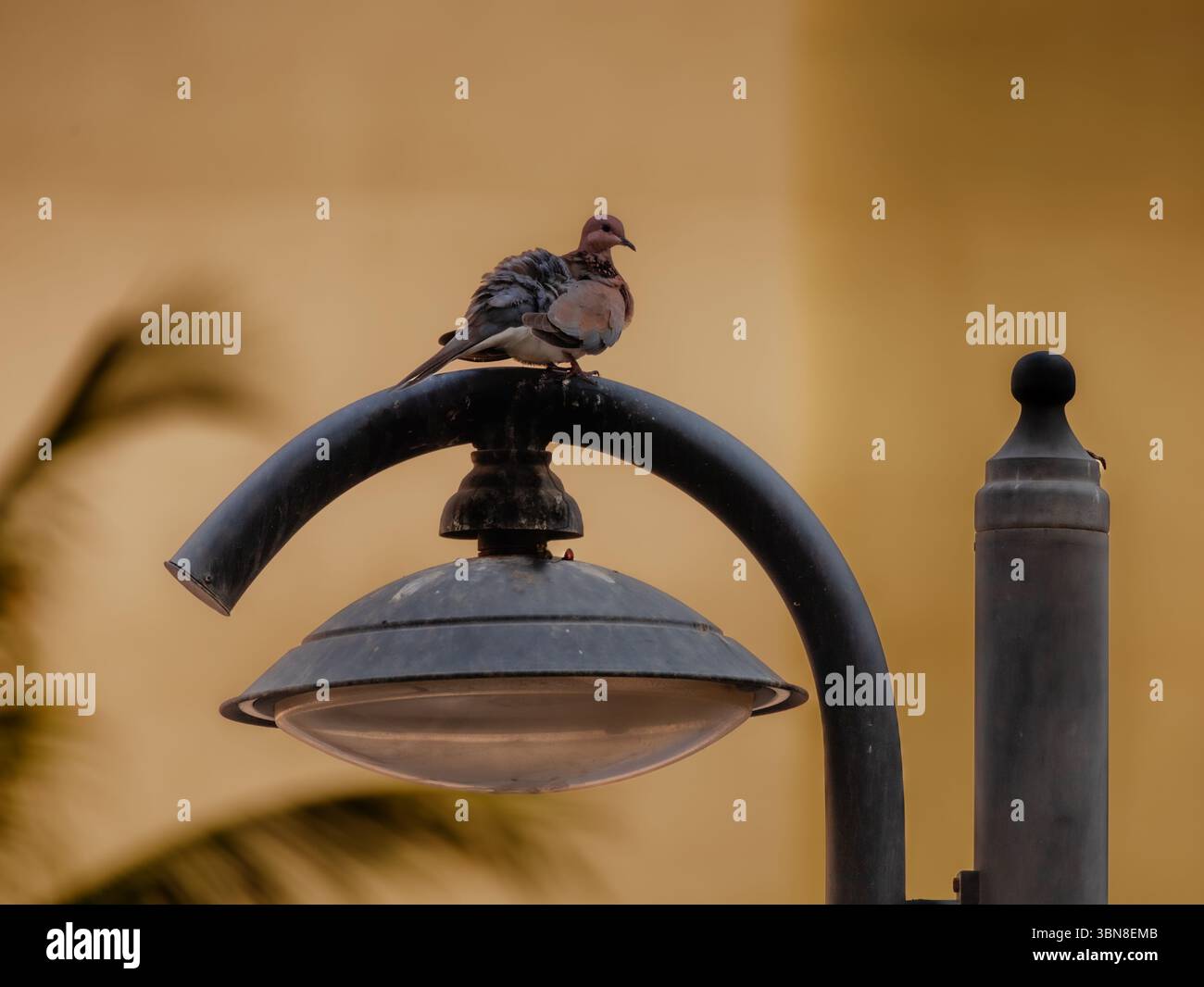'Albinos rock pigeon (Columba Livia) perché calmement sur un poteau de lumière en métal près de la côte de la mer Rouge en Arabie Saoudite, encadré dans la lumière chaude du soir. Banque D'Images