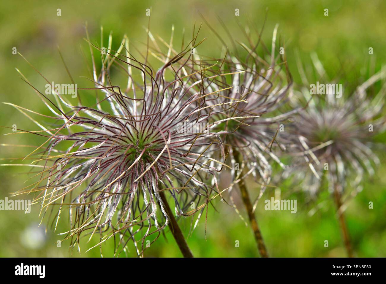 Pulsatilla alpina après la floraison, beaucoup de beauté cachant sa toxicité Banque D'Images