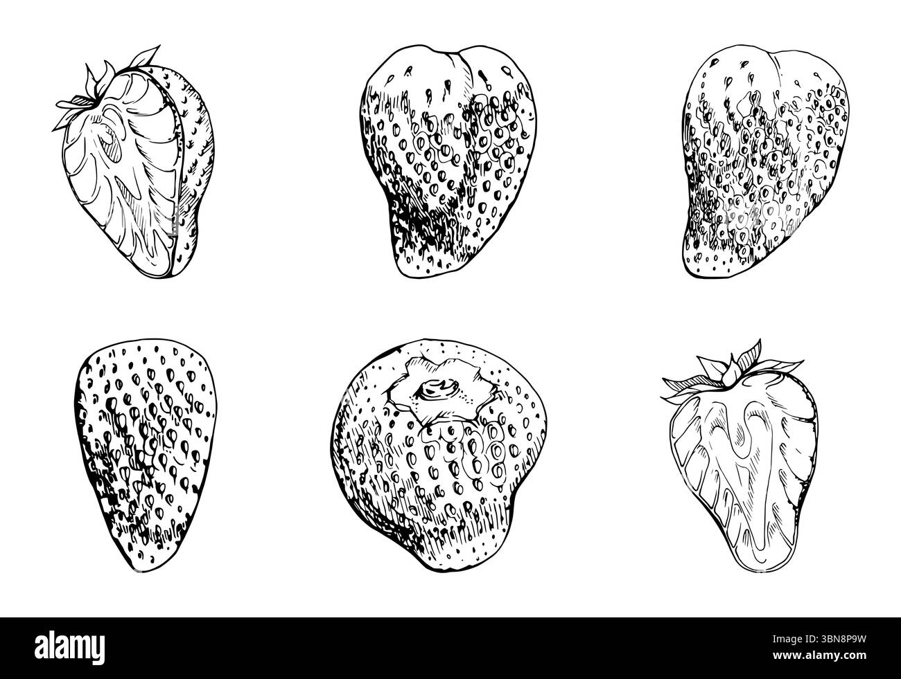 Fraise fruit mûr plein et coupé en deux avec des feuilles de couronne dessinée à la main à l'encre vectorielle, fraise de jardin. Ensemble d'illustrations isolées botaniques Illustration de Vecteur