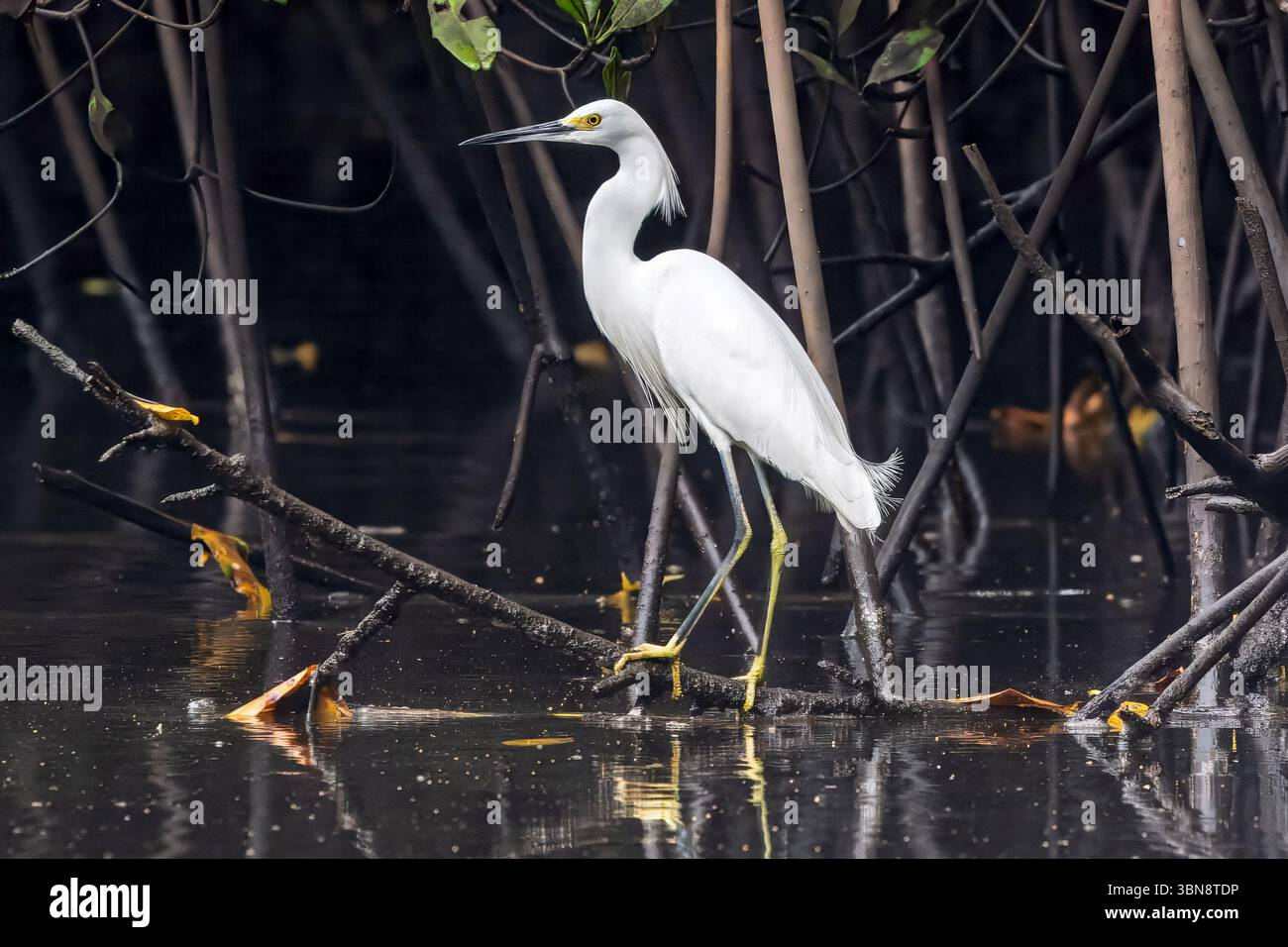 Aigrette enneigée, mangrove, estuaire de Barra de Santiago, département d'Ahuachapan, El Salvador Banque D'Images