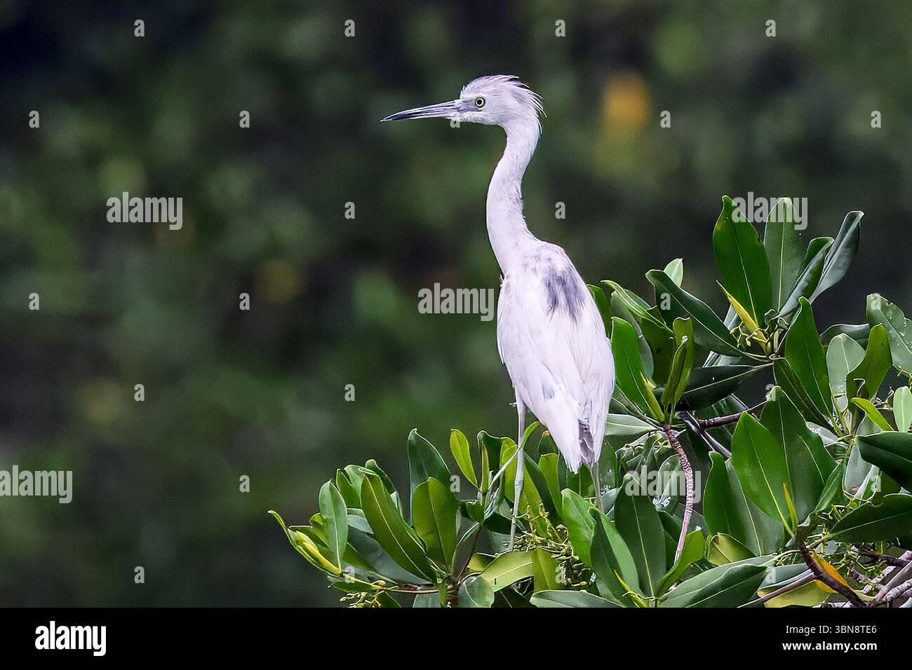 Aigrette enneigée, juvénile, mangrove, estuaire de Barra de Santiago, département d'Ahuachapan, El Salvador Banque D'Images