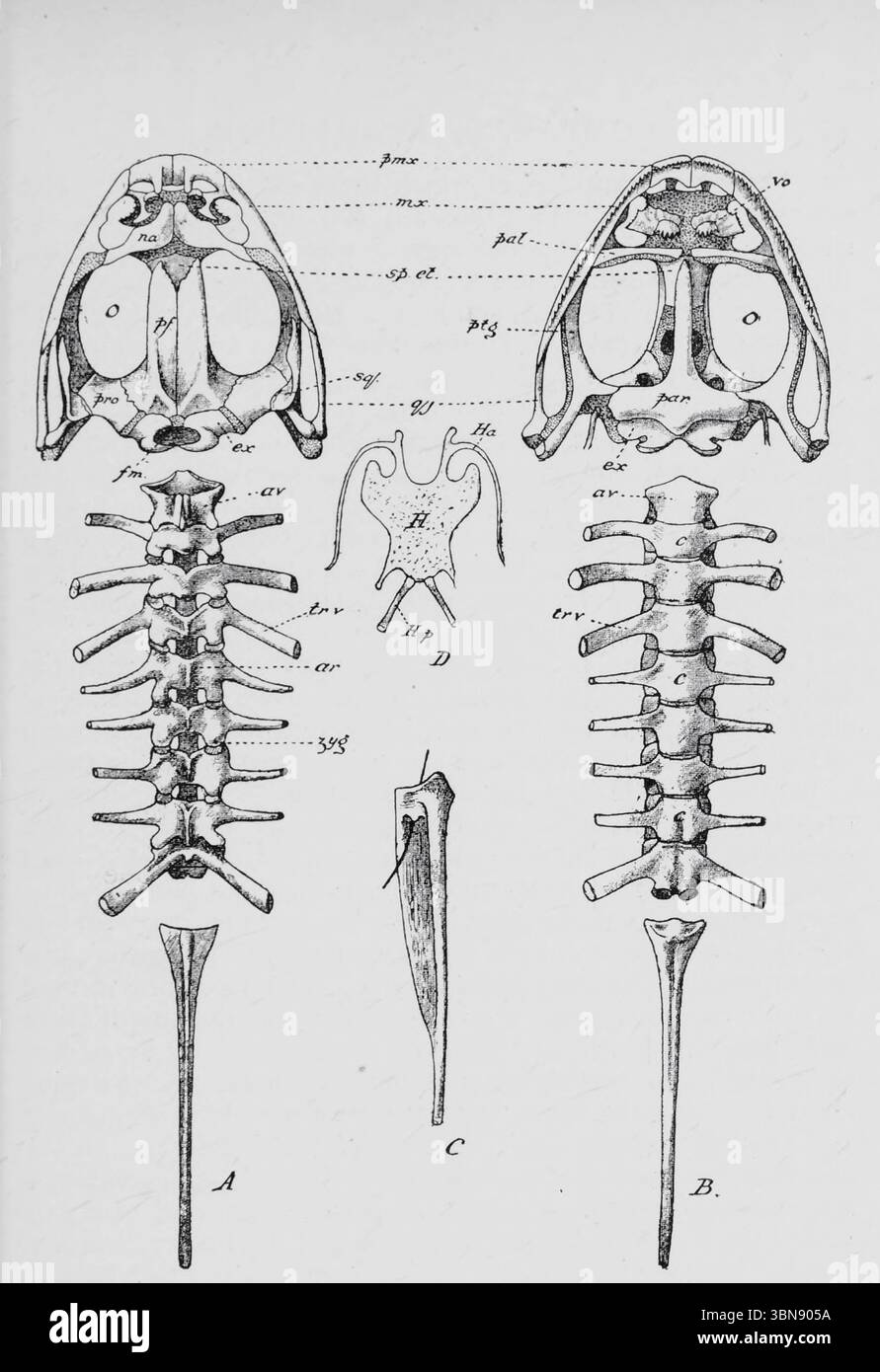Le crâne et la colonne vertébrale de la grenouille, vus de la surface dorsale. B , le même depuis la surface ventrale. C, vue latérale de l'urostyle ; un poil est passé à travers le foramen pour le dixième nerf spinal. D , le squelette branchial de la grenouille. (Tous les chiffres après Ecker.) O, fosse orbitaire ; pmx, prémaxillaire ; mx, maxillaire ; q-j , quadrato-jugal ; na, nasal; pf, parieto frontal ; ex , exoccipital ; fm , foramen magnum ; pro , pro-otique ; sq, squamosal ; sp. et, sphénéthmoïde ; par , parasphénoïde ; pal , palatine ; vo, vomer ; ptg , ptérygoïde ; av , vertèbre de l'atlas ; c, centrum ; ar, neura Banque D'Images