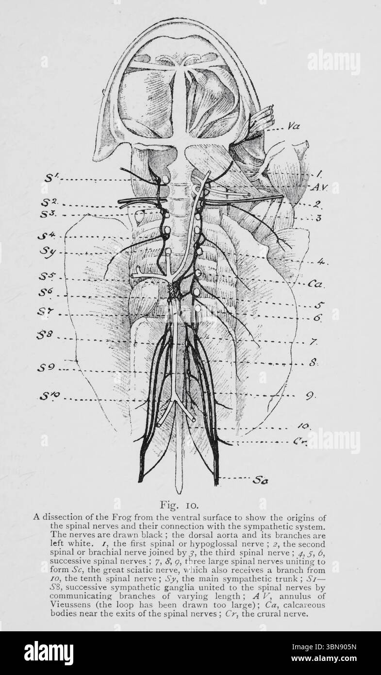 les nerfs rachidiens et leur connexion avec le système sympathique. Les nerfs sont dessinés en noir ; l'aorte dorsale et ses branches sont laissées blanches. /, le premier nerf rachidien ou hypoglosse , 2, le deuxième nerf rachidien ou brachial joint par J, le troisième nerf rachidien 4, 5, 6, les nerfs rachidiens successifs ; 7, 8, g, trois grands ervts spinaux '1' f ? Forme SC, le grand nerf sciatique, qui reçoit également une branche de /o, le dixième nerf spinal ; Sy, le tronc sympathique MAM 6, ganglions sympathiques successifs unis à t e sp a j s QF branches communicantes de longueur variable, Vieussens (la boucle a été Banque D'Images