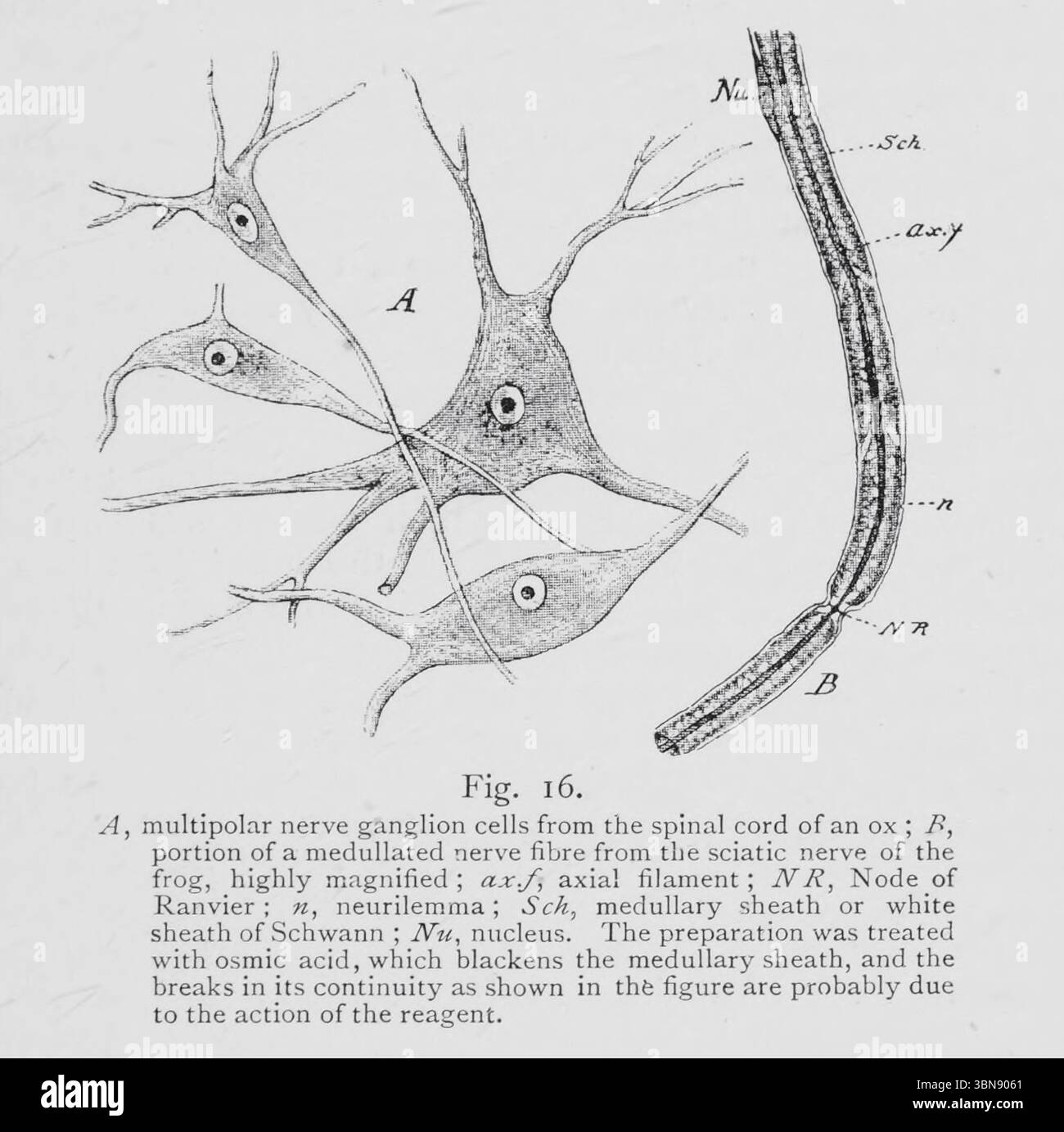 Cellules ganglionnaires nerveuses et fibre nerveuse A, cellules ganglionnaires nerveuses multipolaires de la moelle épinière d'un boeuf ; F, partie d'une fibre nerveuse médullée du nerf sciatique de grenouille, fortement agrandie ; Ax.f, filament axial ; JVR, nœud de Ranvier ; n, neurilemme ; SCK, gaine médullaire ou gaine blanche de Schwann ; JVu, noyau. La préparation a été traitée avec de l'acide osmique, qui noircit la gaine médullaire, et les ruptures de sa continuité telles que représentées sur la figure ci-dessus sont probablement dues à l'action du réactif. De l'ouvrage ' une introduction à l'étude de l'anatomie comparée des animaux ' de Bo Banque D'Images