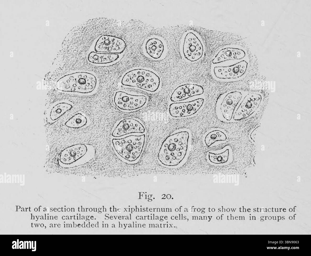 Cartilage hyalin partie d'une coupe à travers le xiphisternuni d'une grenouille pour montrer la structure du cartilage hyalin. Plusieurs cellules cartilagineuses, dont beaucoup en groupes de deux, sont incorporées dans une matrice hyaline. Extrait du livre ' une introduction à l'étude de l'anatomie comparée des animaux ' par Bourne, Gilbert C. (Gilbert Charles), 1861-1933 publié Londres 1900 Banque D'Images