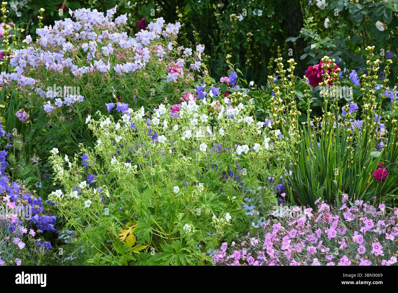 Bordure d'été mixte avec des roses, sisyrinchium striata campanula persicifolia, géraniums robustes et vieilles roses UK jardin juin Banque D'Images