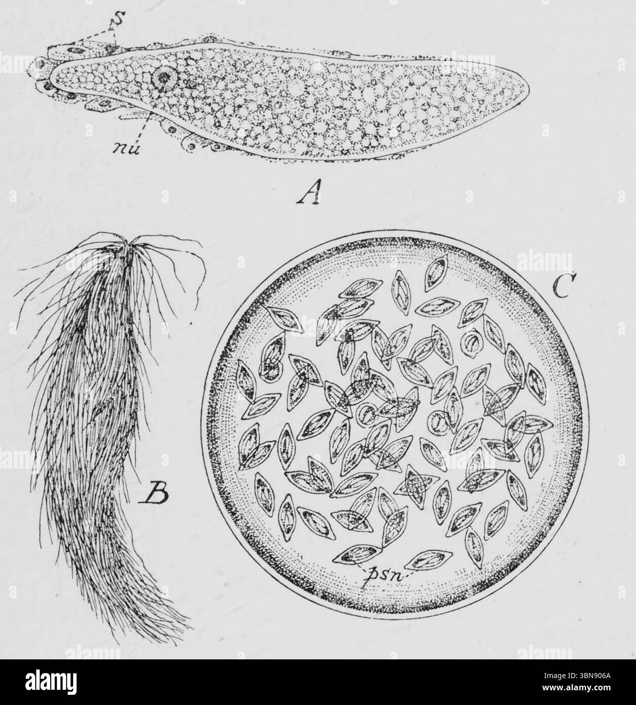 Spécimen libre de Monocystis agilis ; nu , noyau. 6, les cellules spermmères adhérant au parasite. B , un monocystis libre recouvert de spermatozoïdes mûrs, et apparaissant ainsi comme recouvert d'une couche de cils longs. C, un kyste mûr de Monocystis agilis contenant de nombreux pseudonavicellae psn. Extrait du livre ' une introduction à l'étude de l'anatomie comparée des animaux ' par Bourne, Gilbert C. (Gilbert Charles), 1861-1933 publié Londres 1900 Banque D'Images