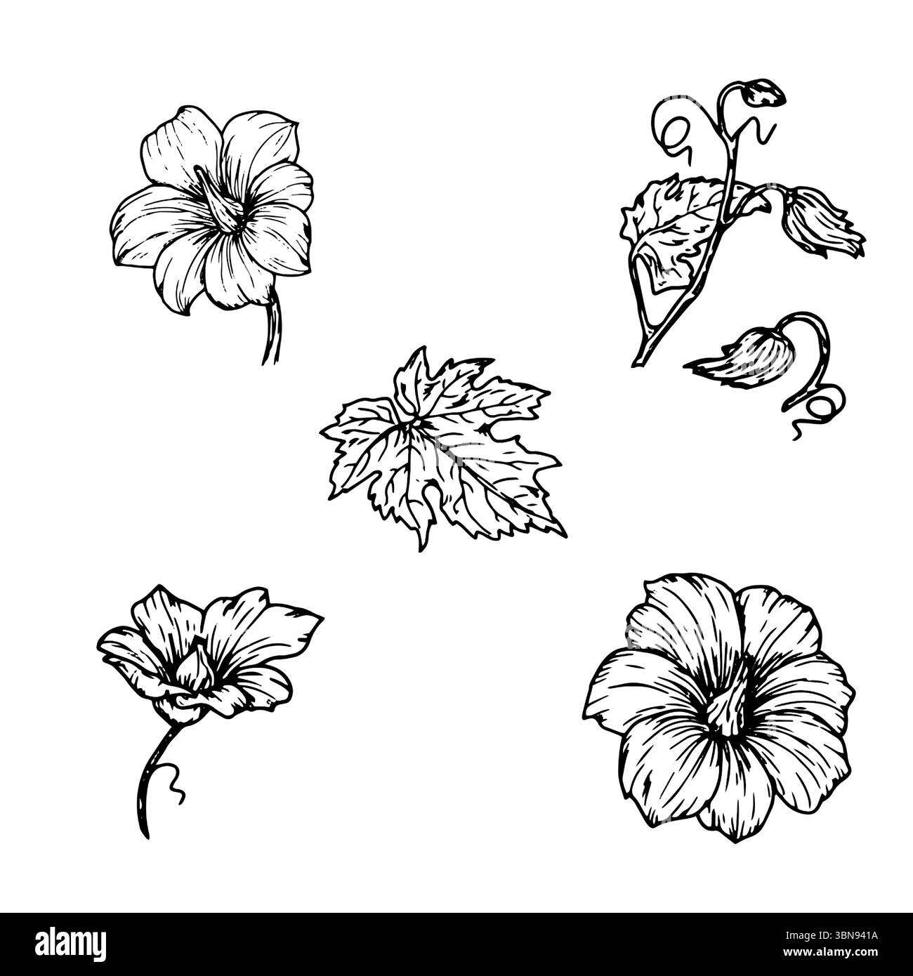 Fleurs, bourgeons et feuilles de citrouille, un ensemble de silhouettes, un croquis à l'encre noire et blanche. Illustration vectorielle. Lis, fleurs printanières, isolés sur un blanc Illustration de Vecteur