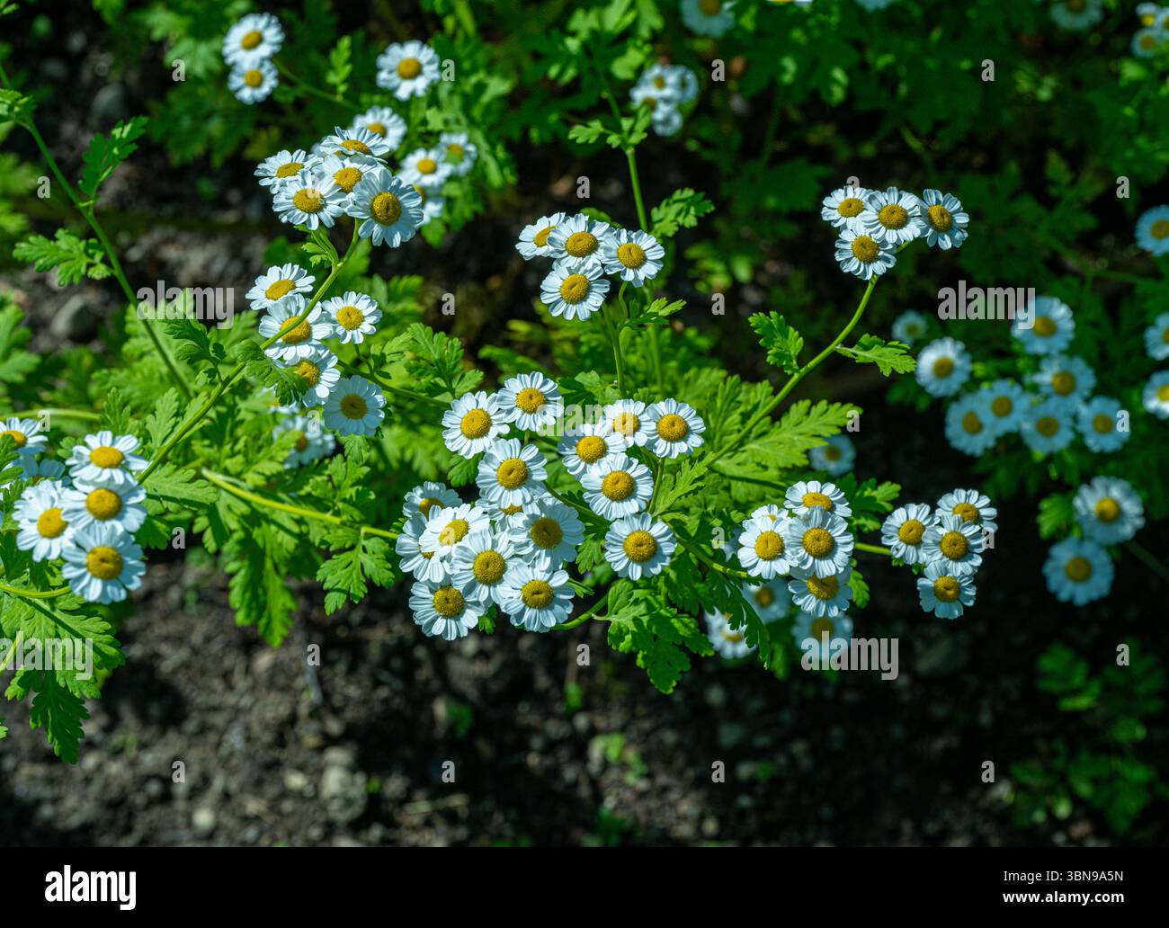 Fièvre (Tanacetum parthenium). Herbe médicinale traditionnelle de la famille des Marguerites (Asteraceae) Banque D'Images