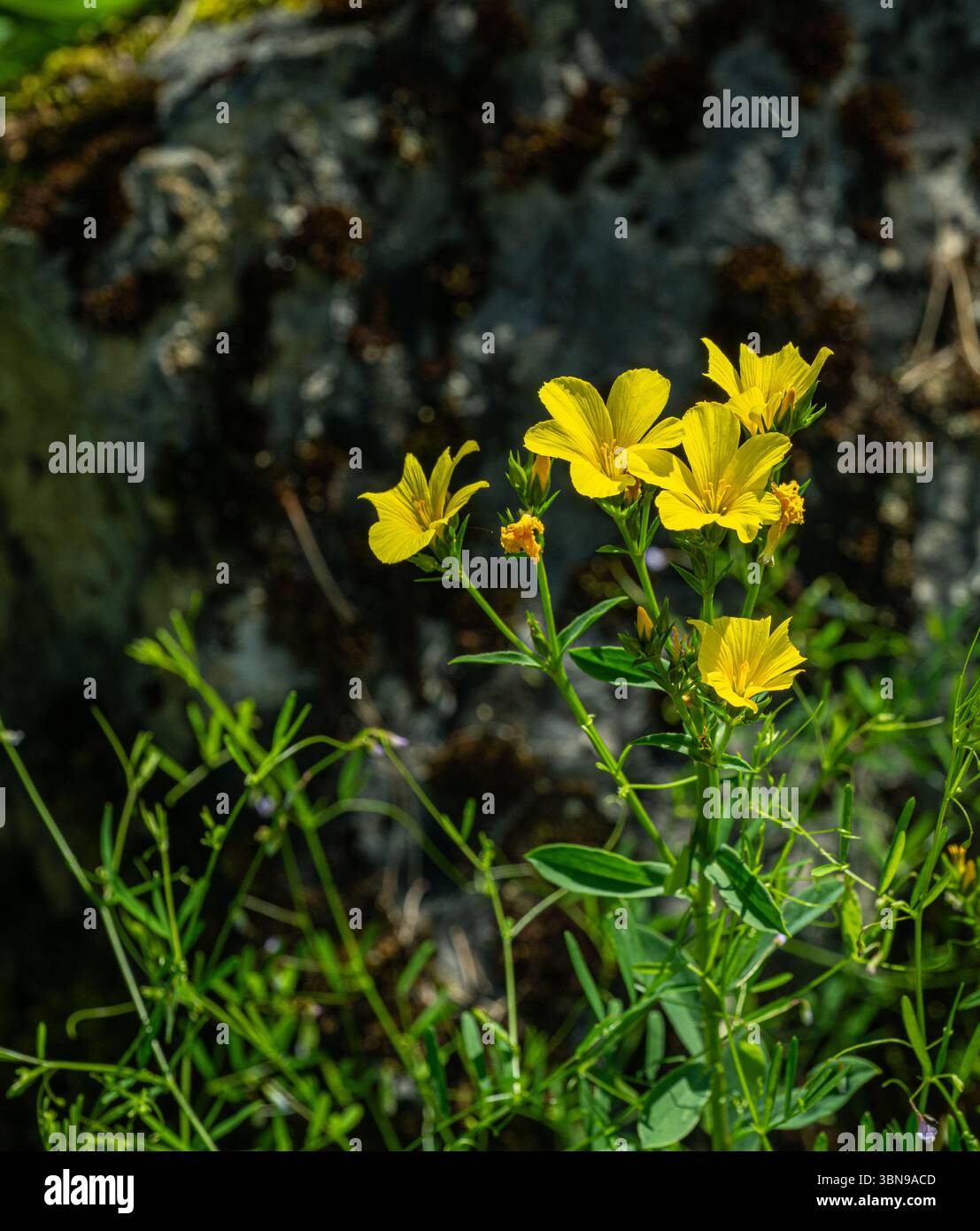 Golden Lin (Linum flavum) Banque D'Images