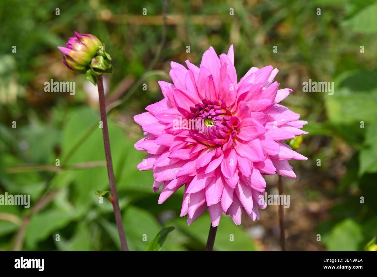 Fleurs doubles roses de grand Dahlia 'Rosella' UK jardin juin Banque D'Images