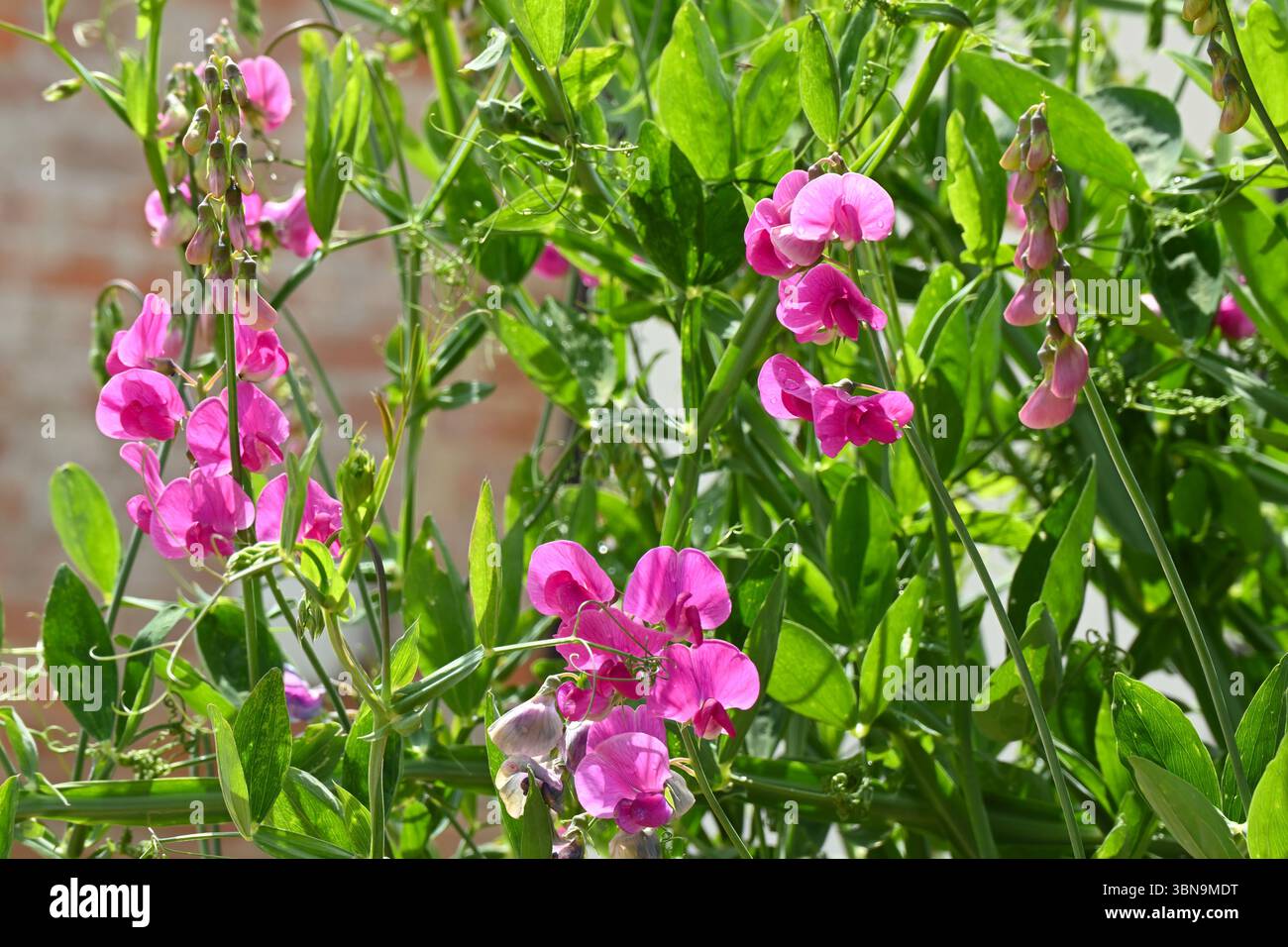 Fleurs magenta vives et feuillage vert frais de pois grimpants à feuilles larges éternelles, jardin britannique de Lathyrus latifolius en juin Banque D'Images