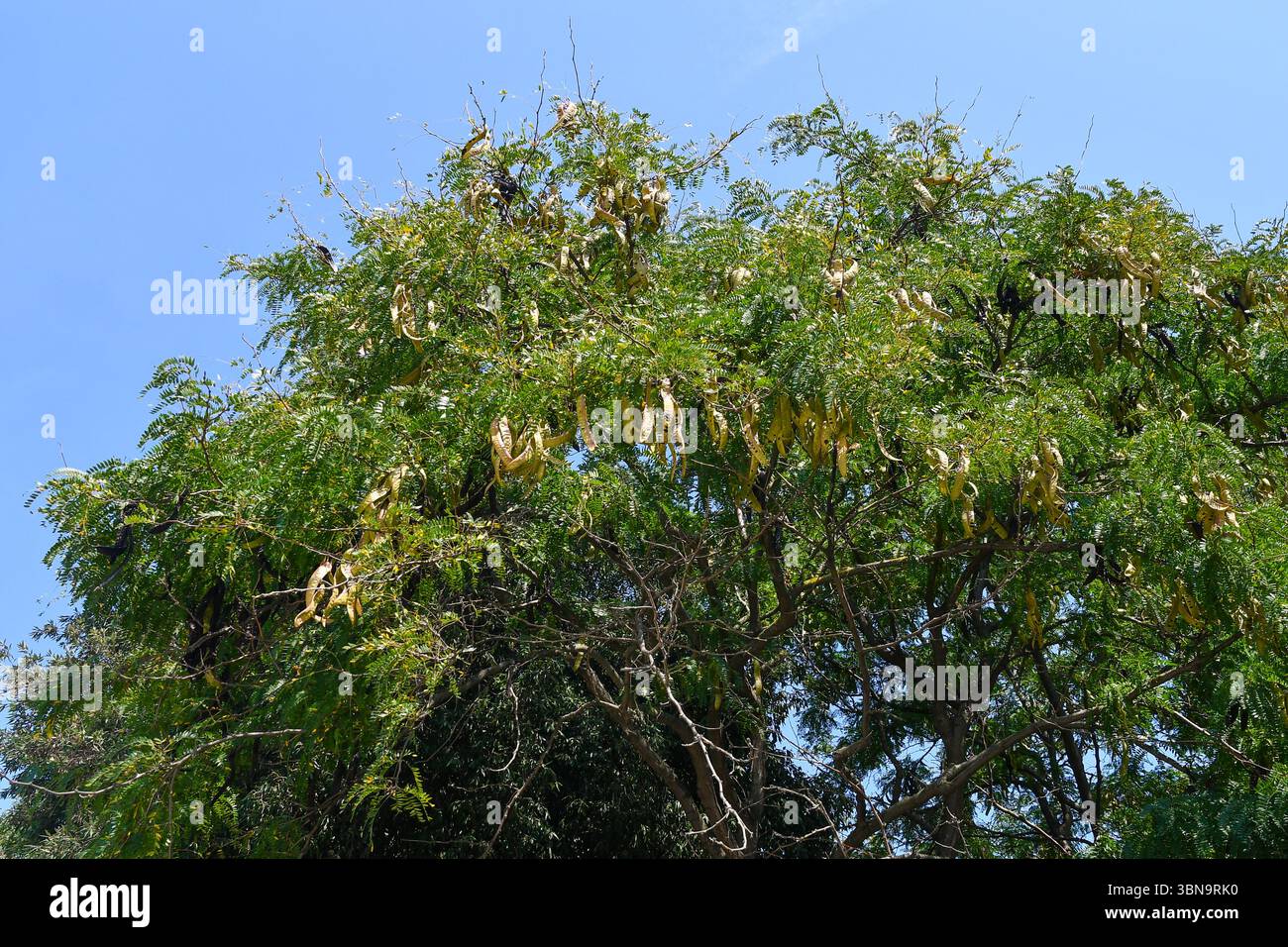 Vue en angle bas d'un caroubier (Ceratonia siliqua), de la famille des légumineuses Fabaceae, avec des fruits maintenant secs à la fin de l'été, contre un ciel bleu, Venise Banque D'Images