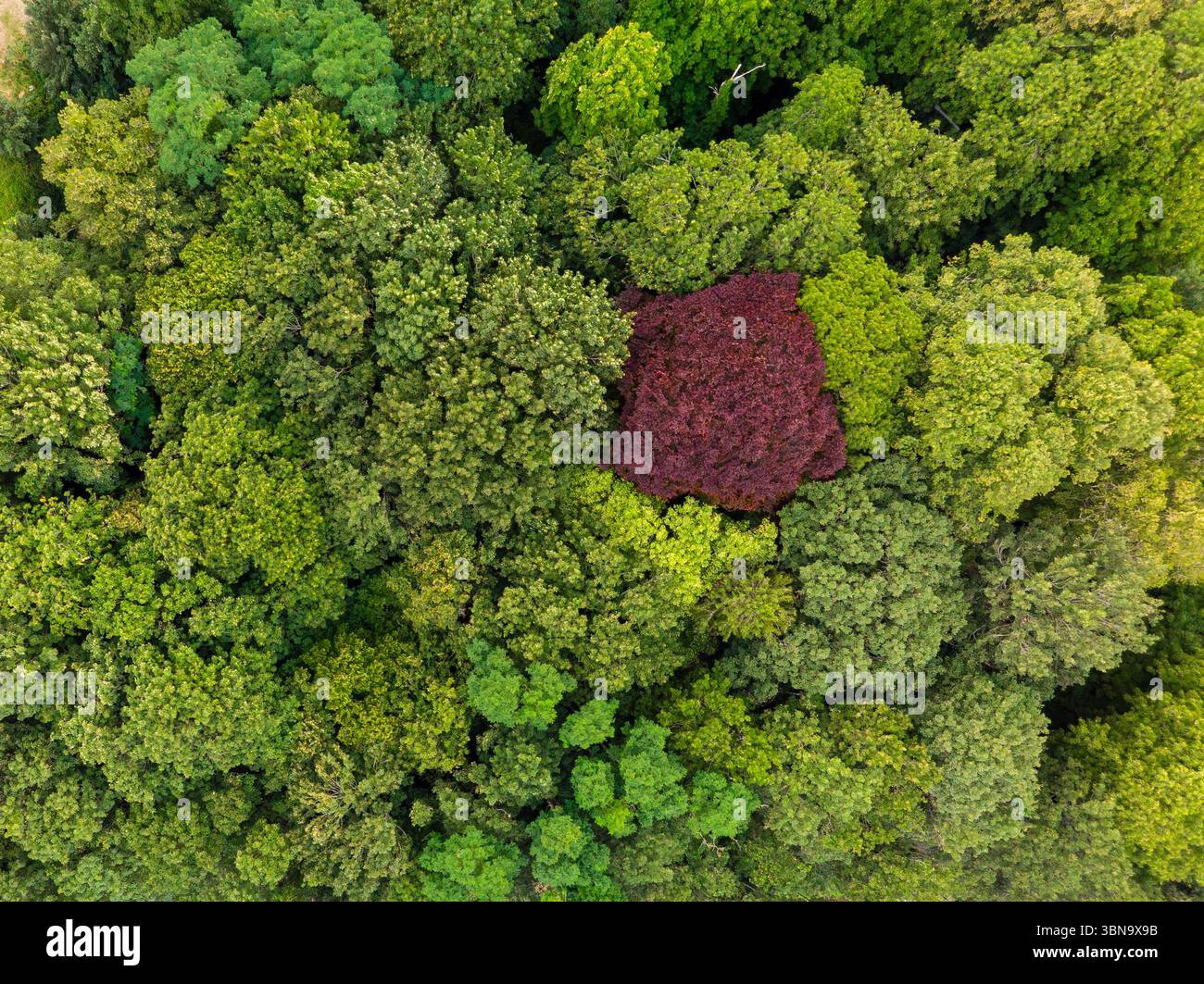 Vue aérienne de haut en bas d'un arbre rouge au milieu d'une mer d'arbres verts Banque D'Images