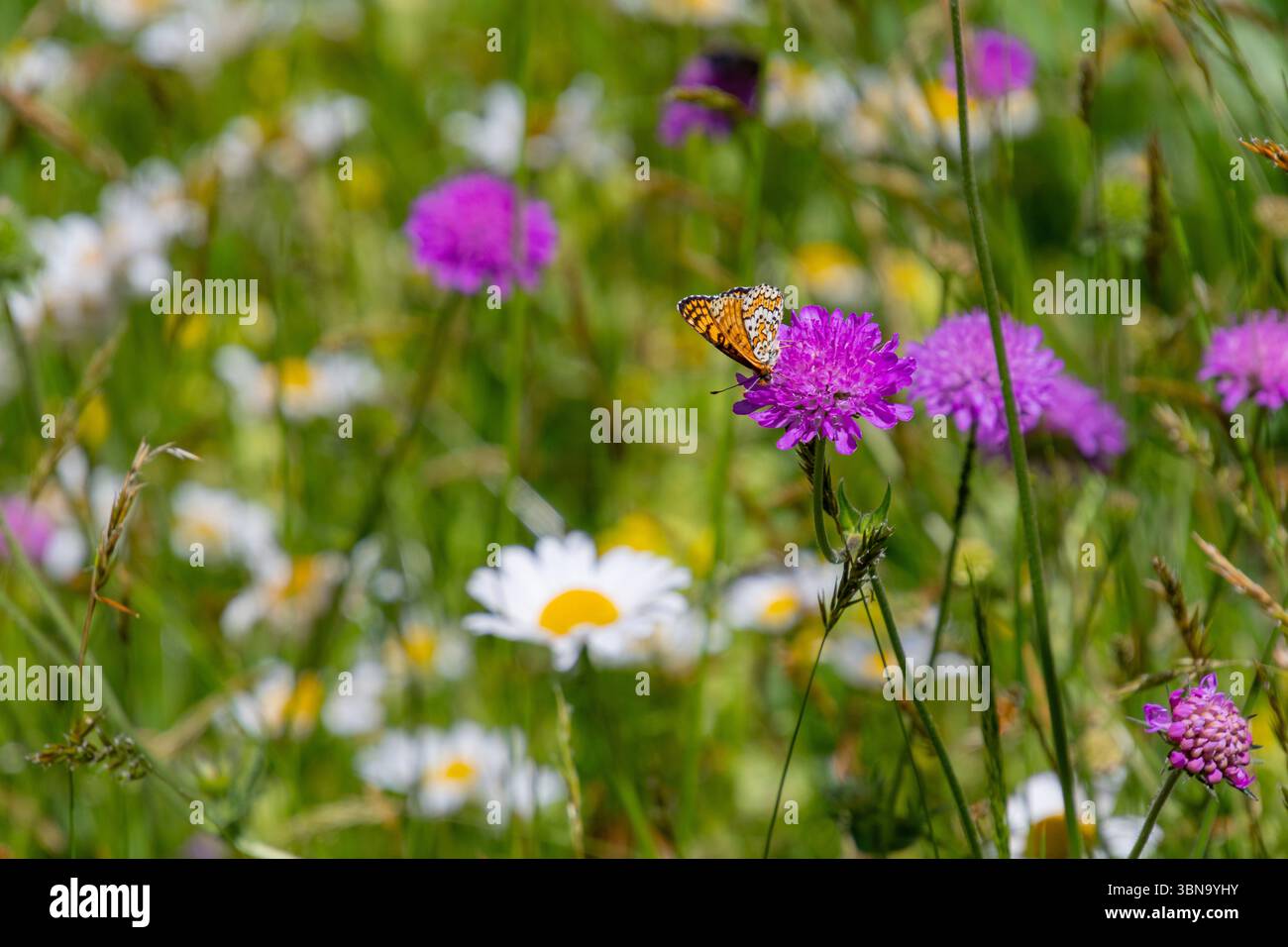 melitaea cinxia le papillon fritillaire de Glanville assis sur un knautia arvensis dans une prairie alpine Banque D'Images