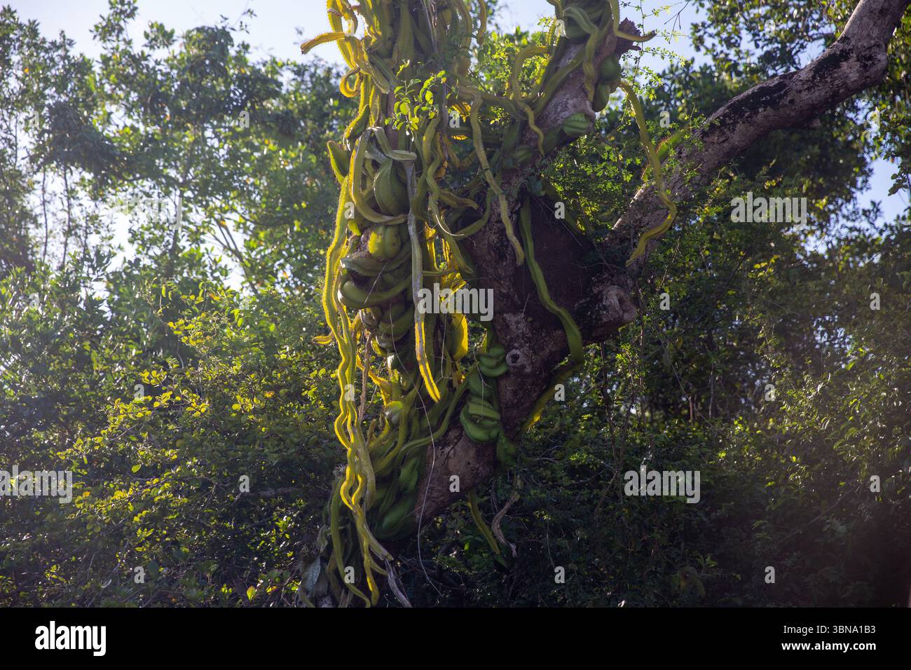 Les cactus rampants poussant sur une branche étant une espèce envahissante Banque D'Images