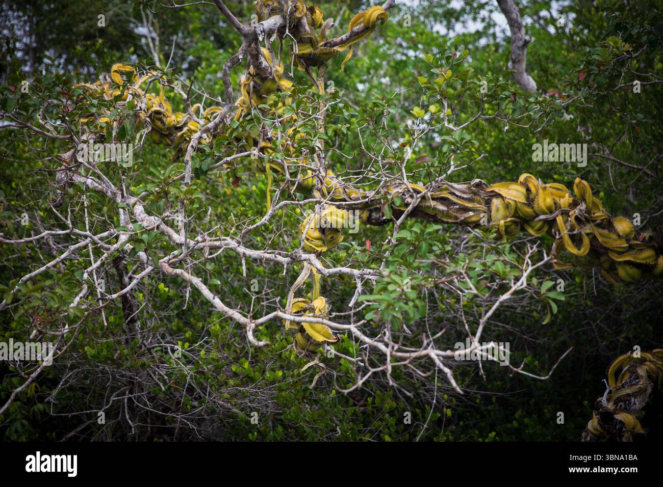 Les cactus rampants poussant sur une branche étant une espèce envahissante Banque D'Images