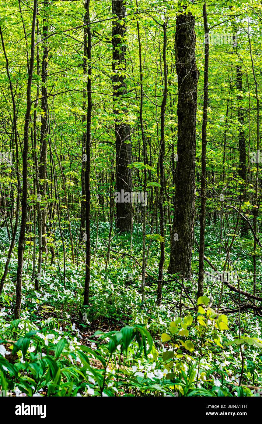 Vue portrait d'un sol forestier couvert de trilliums de printemps blancs avec feuillage vert vif Banque D'Images
