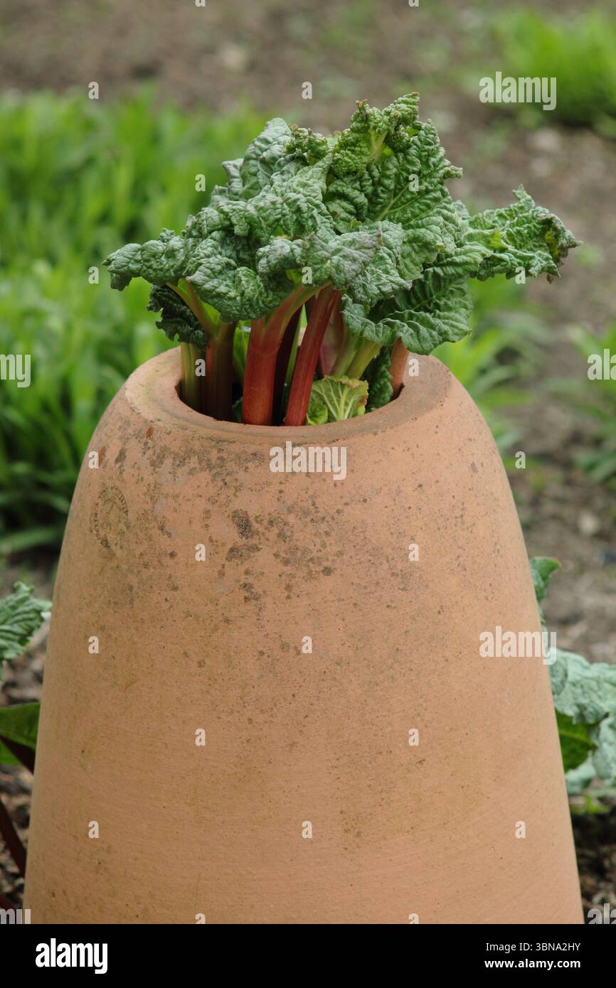 Rheum × hybridum 'Daw's Champion'. La rhubarbe championne de Daw est forcée de traverser un forceur de rhubarbe en terre cuite dans un jardin anglais. ROYAUME-UNI Banque D'Images
