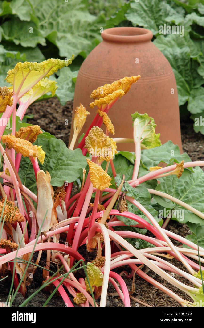 Rhubarbe Rheum × hybridum 'carter's Forcing'. Les tiges rose vif de la rhubarbe sont révélées après l'enlèvement d'un forceur de rhubarbe en terre cuite. ROYAUME-UNI Banque D'Images