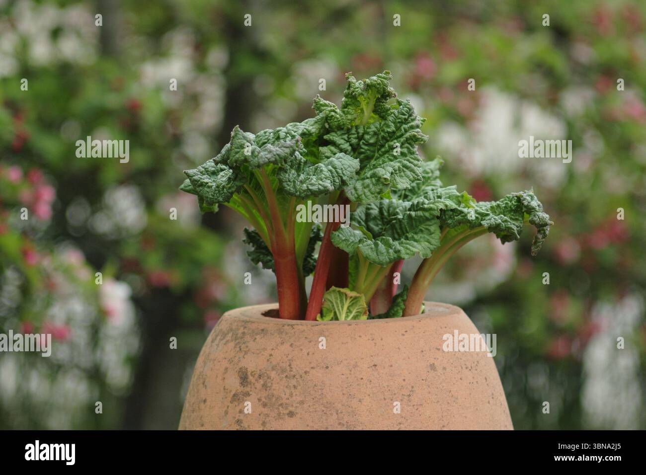 Rheum × hybridum 'Daw's Champion'. La rhubarbe championne de Daw est forcée de traverser un forceur de rhubarbe en terre cuite dans un jardin anglais. ROYAUME-UNI Banque D'Images