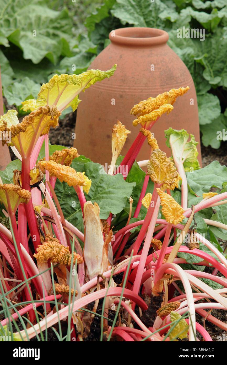 Rhubarbe Rheum × hybridum 'carter's Forcing'. Les tiges rose vif de la rhubarbe sont révélées après l'enlèvement d'un forceur de rhubarbe en terre cuite. ROYAUME-UNI Banque D'Images