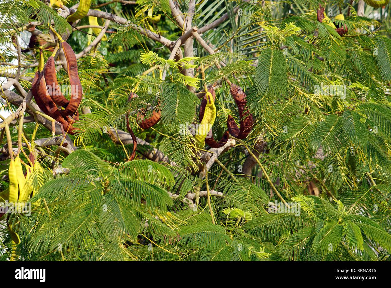 Un arbre avec un mélange de feuilles vertes et brunes, avec quelques fruits jaunâtre-brun. L'arbre a un tronc brun robuste et des branches qui sont couvertes de feuilles vertes. Les fruits, qui semblent être des noix de cajou, sont suspendus aux branches et sont un mélange de brun et de brun jaunâtre. L'arrière-plan est flou, attirant l'attention sur l'arbre et ses fruits. Légende façonnée par l'œil d'un artiste et l'imagination., Chypre Banque D'Images Un arbre avec un mélange de feuilles vertes et brunes, avec quelques fruits jaunâtre-brun. L'arbre a un tronc brun robuste et des branches qui sont couvertes de feuilles vertes. Les fruits, qui semblent être des noix de cajou, sont suspendus aux branches et sont un mélange de brun et de brun jaunâtre. L'arrière-plan est flou, attirant l'attention sur l'arbre et ses fruits. Légende façonnée par l'œil d'un artiste et l'imagination., Chypre Banque D'Images