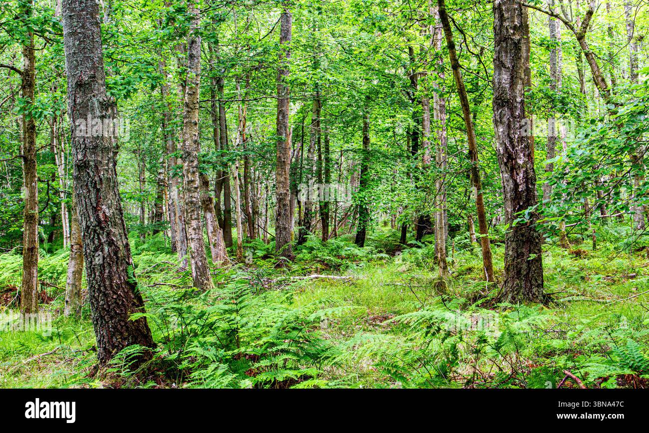 Dundee Templeton Woods le temps humide crée un beau paysage avec des plantations luxuriantes et des arbres aux formes étranges créant une atmosphère étrange en Écosse Banque D'Images