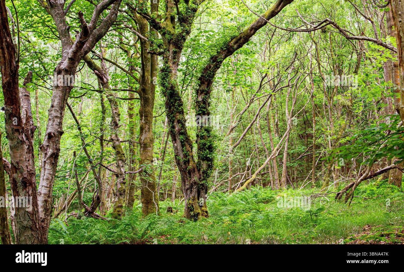 Dundee Templeton Woods le temps humide crée un beau paysage avec des plantations luxuriantes et des arbres aux formes étranges créant une atmosphère étrange en Écosse Banque D'Images