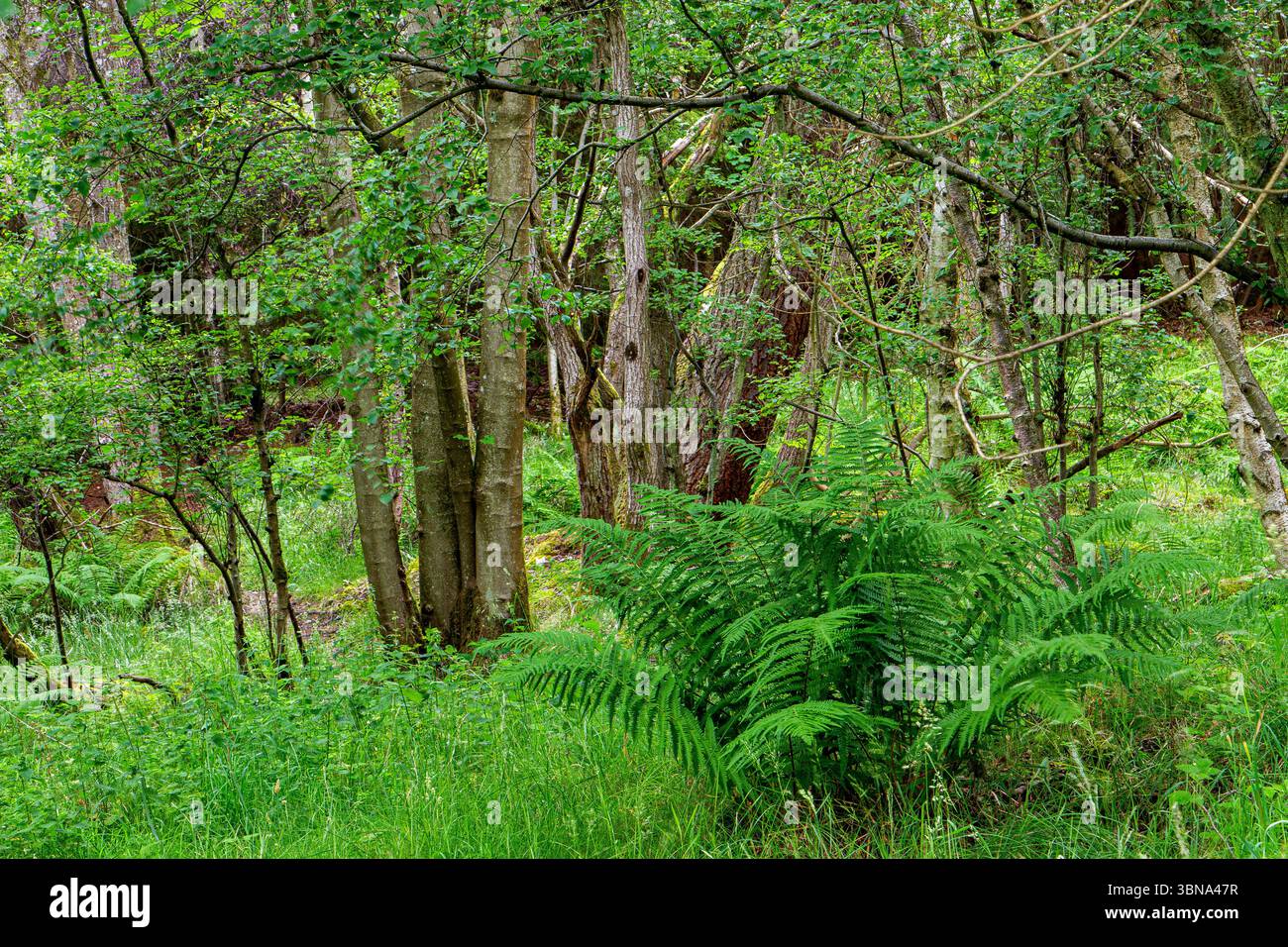 Dundee Templeton Woods le temps humide crée un beau paysage avec des plantations luxuriantes et des arbres aux formes étranges créant une atmosphère étrange en Écosse Banque D'Images