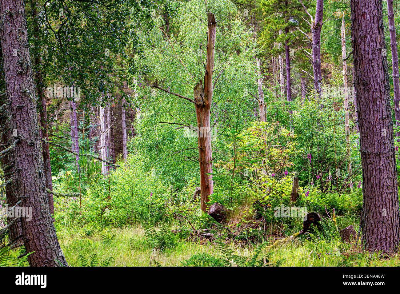 Dundee Templeton Woods le temps humide crée un beau paysage avec des plantations luxuriantes et des arbres aux formes étranges créant une atmosphère étrange en Écosse Banque D'Images