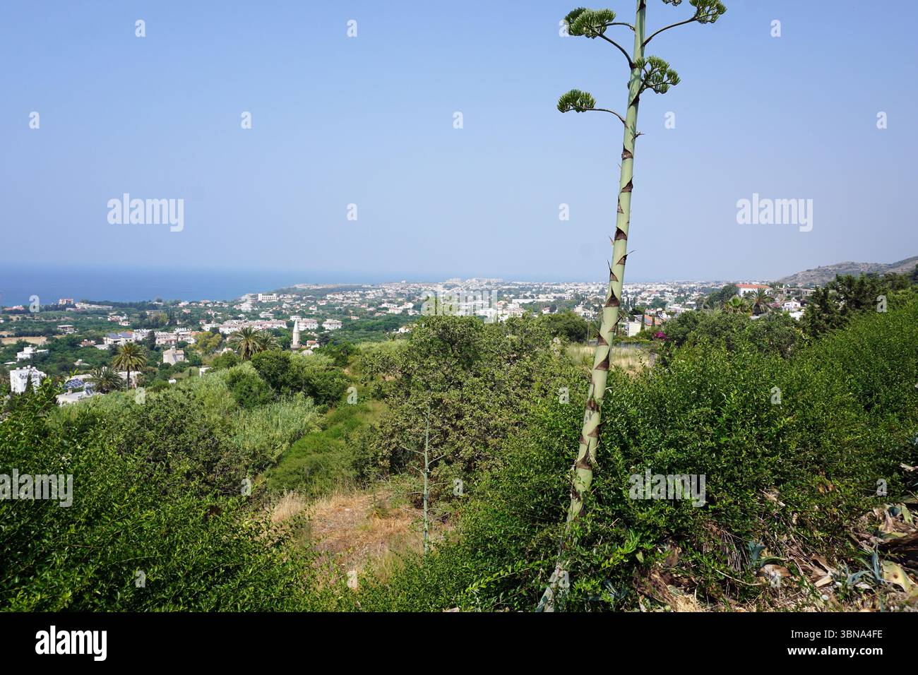 Un paysage serein avec une plante haute et élancée avec une tige verte et de petites fleurs vert clair ou vert jaunâtre au sommet, debout bien en vue au premier plan. La plante est entourée d'arbustes et d'arbres verdoyants. Au loin, une ligne d'horizon avec un mélange de bâtiments blancs et de couleur claire est visible, avec un plan d'eau qui s'étend jusqu'à l'horizon. Le ciel est d'un bleu clair et clair. L'image est prise d'un point de vue élevé, offrant une vue panoramique sur la skyline et le paysage naturel. Un regard d'artiste et une légende façonnée par l'imagination., les sites touristiques de Chypre Banque D'Images Un paysage serein avec une plante haute et élancée avec une tige verte et de petites fleurs vert clair ou vert jaunâtre au sommet, debout bien en vue au premier plan. La plante est entourée d'arbustes et d'arbres verdoyants. Au loin, une ligne d'horizon avec un mélange de bâtiments blancs et de couleur claire est visible, avec un plan d'eau qui s'étend jusqu'à l'horizon. Le ciel est d'un bleu clair et clair. L'image est prise d'un point de vue élevé, offrant une vue panoramique sur la skyline et le paysage naturel. Un regard d'artiste et une légende façonnée par l'imagination., les sites touristiques de Chypre Banque D'Images
