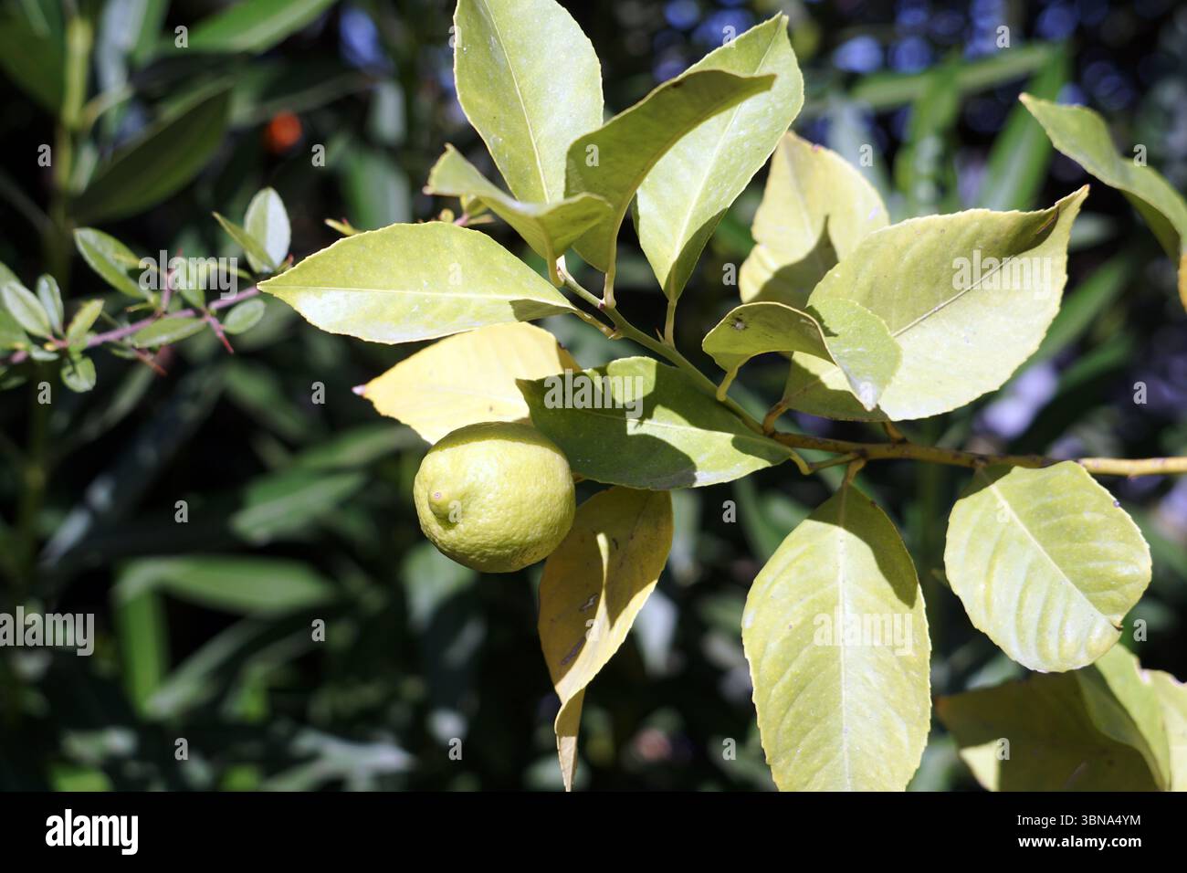 Une branche d'un citronnier avec des feuilles vertes vibrantes et un petit citron non mûr suspendu à elle. Le citron a une teinte vert jaunâtre et une texture légèrement bosselée. La branche est légèrement floue, attirant l'attention sur le citron et ses feuilles. L'arrière-plan est un flou de feuillage vert, créant un cadre naturel. L'éclairage de l'image est lumineux, suggérant une journée ensoleillée. Un œil d'artiste et l'imagination façonné légende., Dalyan est une charmante ville riveraine dans la province de Muğla, située entre Bodrum et Marmaris, Turquie. Banque D'Images Une branche d'un citronnier avec des feuilles vertes vibrantes et un petit citron non mûr suspendu à elle. Le citron a une teinte vert jaunâtre et une texture légèrement bosselée. La branche est légèrement floue, attirant l'attention sur le citron et ses feuilles. L'arrière-plan est un flou de feuillage vert, créant un cadre naturel. L'éclairage de l'image est lumineux, suggérant une journée ensoleillée. Un œil d'artiste et l'imagination façonné légende., Dalyan est une charmante ville riveraine dans la province de Muğla, située entre Bodrum et Marmaris, Turquie. Banque D'Images