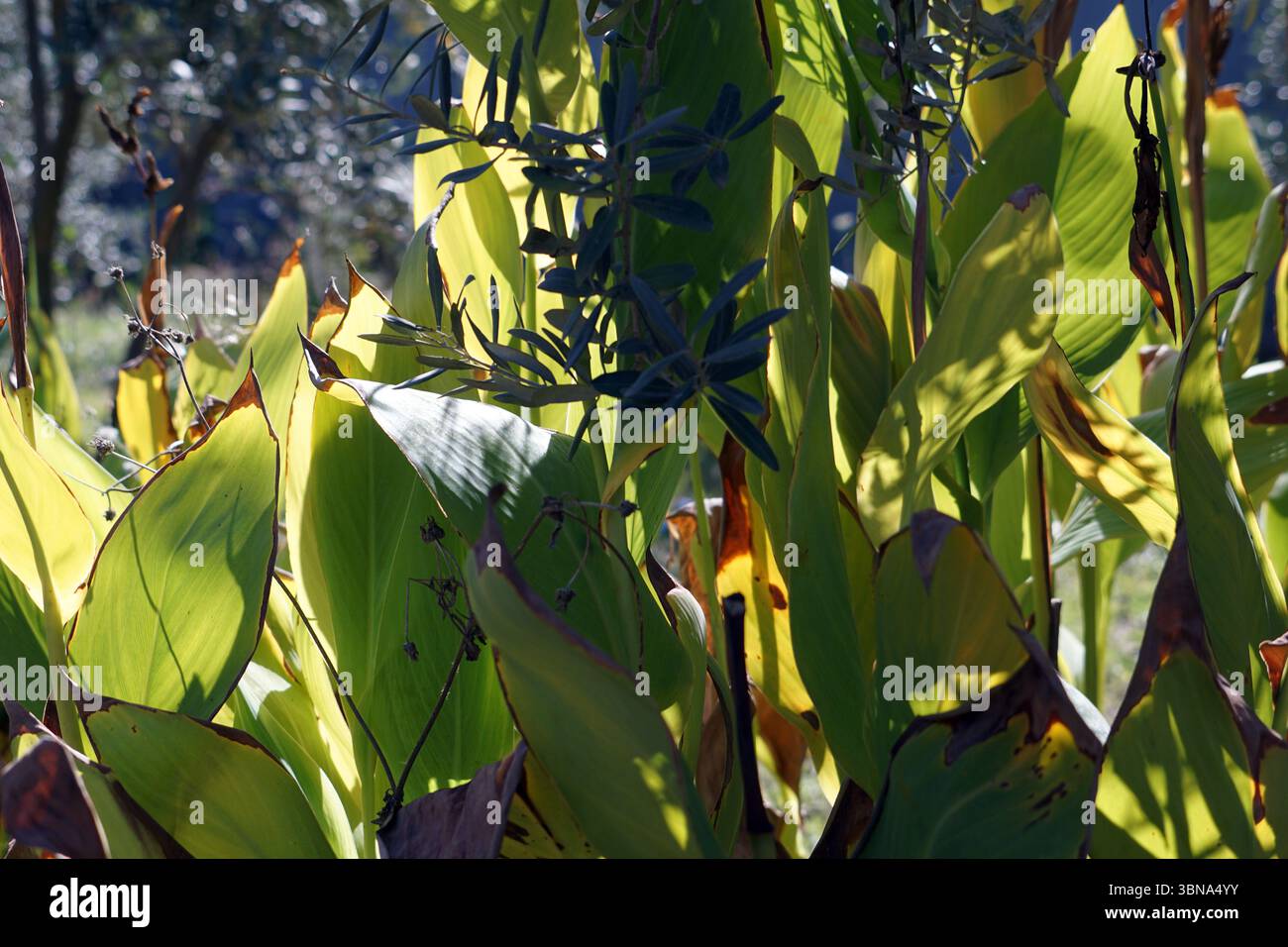 Un amas dense de plantes avec des feuilles vertes vibrantes et quelques feuilles brunes ou jaunâtres, créant une scène luxuriante et verdoyante. Les feuilles sont disposées de manière à suggérer un cadre naturel et sauvage. L'arrière-plan est flou, attirant l'attention sur les plantes au premier plan. L'éclairage de l'image est lumineux, la lumière du soleil filtrant à travers les feuilles, projetant des ombres sur certaines d'entre elles. Les plantes semblent être un mélange de différentes espèces, certaines ayant un aspect vert foncé plus robuste. Un œil d'artiste et l'imagination façonné légende., Dalyan est une charmante ville riveraine dans la province de Muğla, situé Banque D'Images Un amas dense de plantes avec des feuilles vertes vibrantes et quelques feuilles brunes ou jaunâtres, créant une scène luxuriante et verdoyante. Les feuilles sont disposées de manière à suggérer un cadre naturel et sauvage. L'arrière-plan est flou, attirant l'attention sur les plantes au premier plan. L'éclairage de l'image est lumineux, la lumière du soleil filtrant à travers les feuilles, projetant des ombres sur certaines d'entre elles. Les plantes semblent être un mélange de différentes espèces, certaines ayant un aspect vert foncé plus robuste. Un œil d'artiste et l'imagination façonné légende., Dalyan est une charmante ville riveraine dans la province de Muğla, situé Banque D'Images