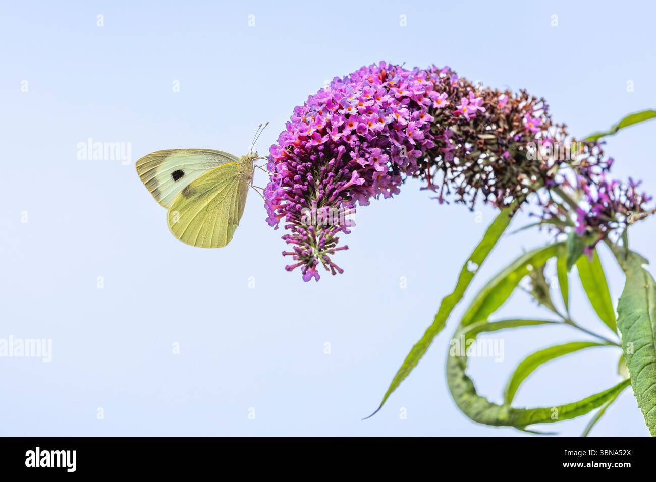 Papillon blanc à veines vertes assis sur une fleur de buddleia. Banque D'Images