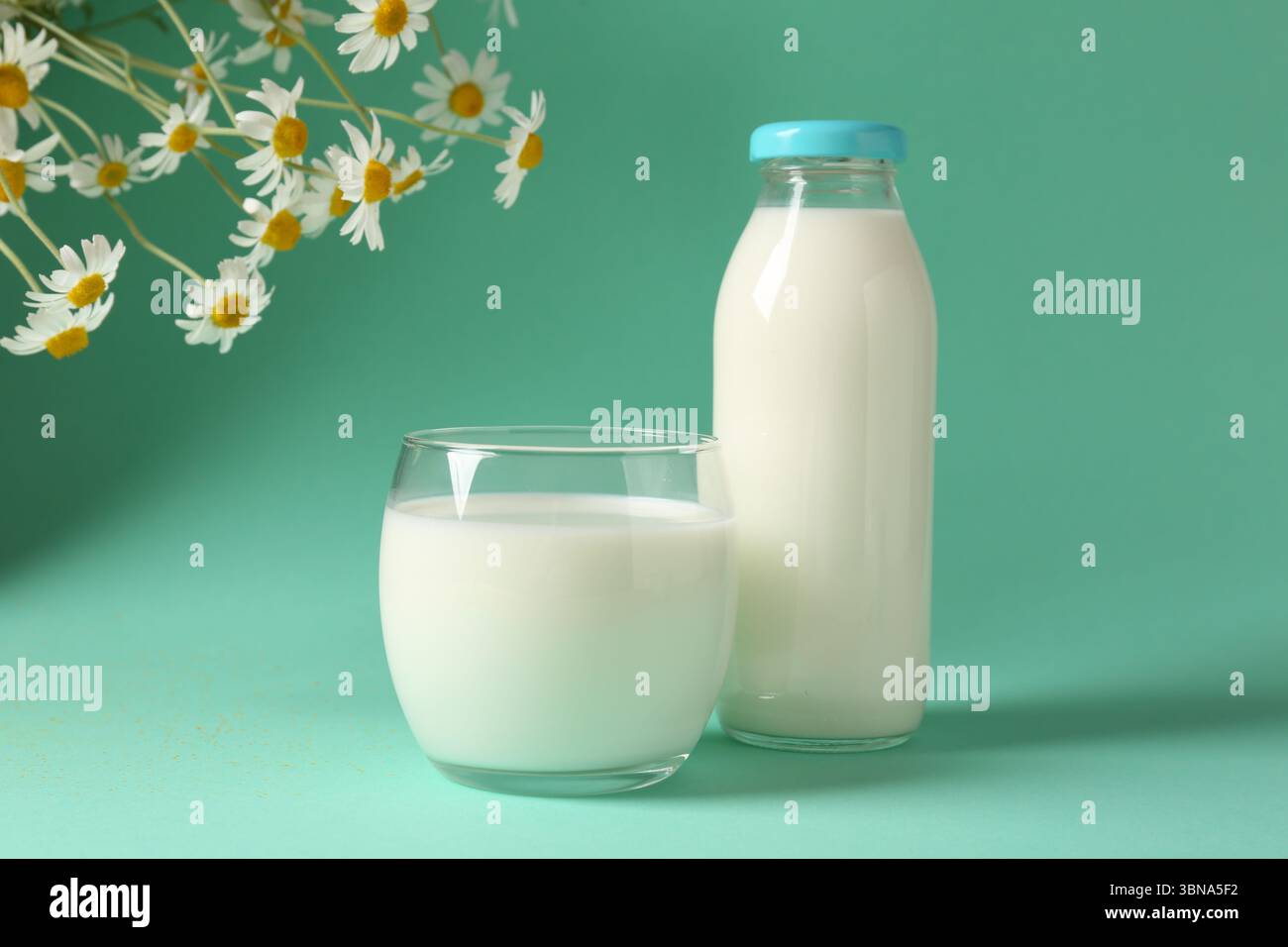 Lait frais en verre, bouteille et fleurs de camomille sur fond turquoise. Produit laitier Banque D'Images