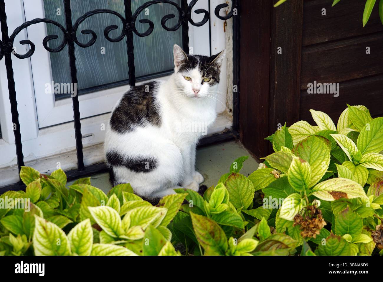 Un chat noir et blanc aux yeux verts est assis sur une marche en béton gris clair ou beige, partiellement obscurcie par un buisson vert luxuriant. Le chat est positionné devant une fenêtre blanche avec une grille de sécurité en métal noir. Le buisson présente un mélange de feuilles vertes et vert jaunâtre, avec quelques feuilles brunes ou séchées visibles. Une porte ou un mur en bois brun foncé ou noir est visible à droite du chat. Légende façonnée par l'œil d'un artiste et l'imagination. Istanbul, Turquie. La plus grande ville de Turquie et l'une des rares villes transcontinentales au monde, couvrant à la fois l'Europe et l'Asie à travers le Bosphore St. Banque D'Images Un chat noir et blanc aux yeux verts est assis sur une marche en béton gris clair ou beige, partiellement obscurcie par un buisson vert luxuriant. Le chat est positionné devant une fenêtre blanche avec une grille de sécurité en métal noir. Le buisson présente un mélange de feuilles vertes et vert jaunâtre, avec quelques feuilles brunes ou séchées visibles. Une porte ou un mur en bois brun foncé ou noir est visible à droite du chat. Légende façonnée par l'œil d'un artiste et l'imagination. Istanbul, Turquie. La plus grande ville de Turquie et l'une des rares villes transcontinentales au monde, couvrant à la fois l'Europe et l'Asie à travers le Bosphore St. Banque D'Images