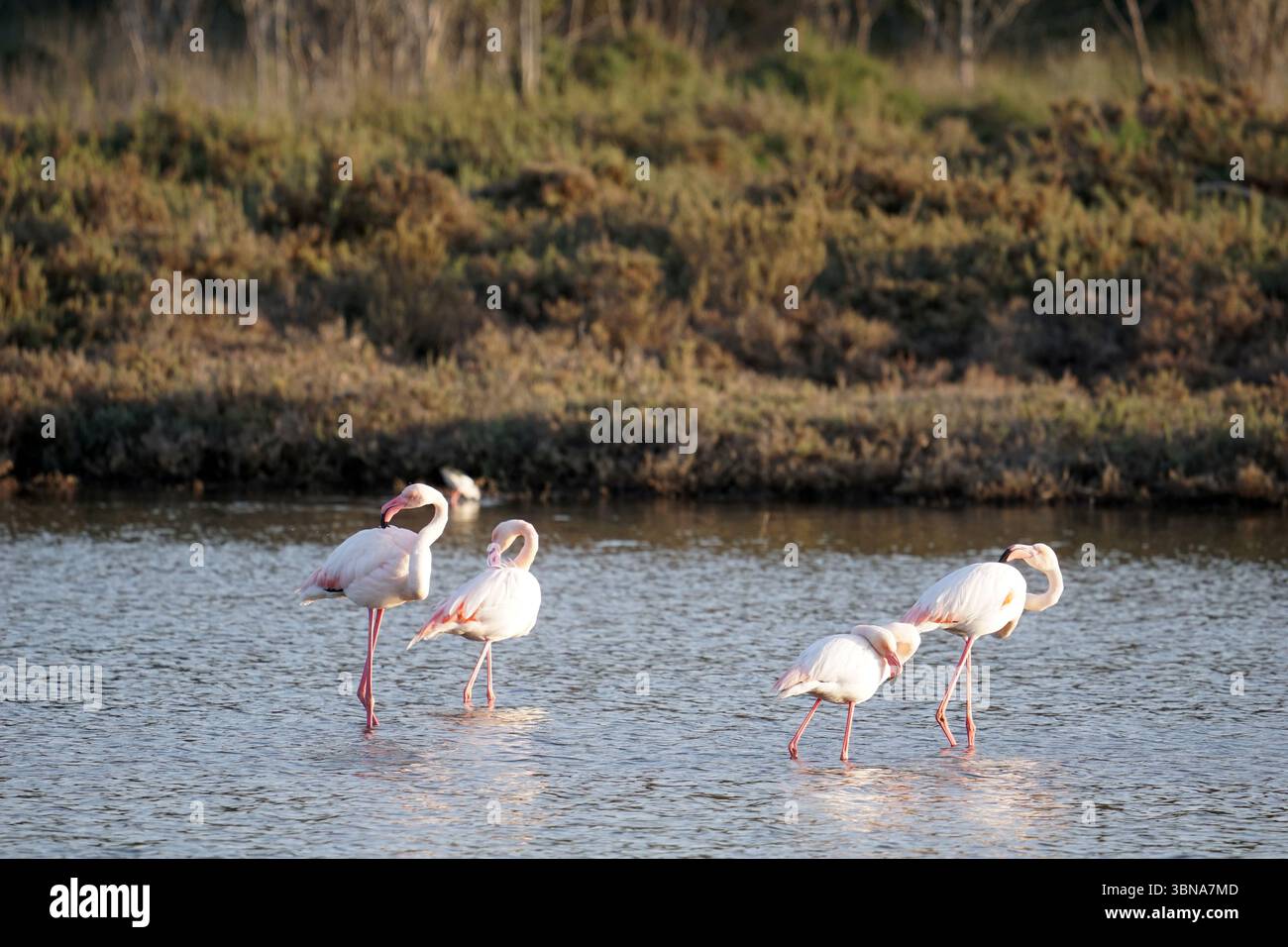 Chypre, Lac salé de Larnaca, l'image montre un groupe d'au moins quatre flamants roses pataugant dans un plan d'eau peu profond. Les flamants roses se tiennent debout sur leurs longues pattes roses, la tête plongée dans l'eau. L’eau est relativement calme, avec quelques ondulations subtiles. L'arrière-plan présente un mélange de végétation verte et d'arbustes bruns / bruns, créant un cadre naturel. L'éclairage suggère qu'il peut être en fin d'après-midi ou en début de soirée. Un œil d'artiste et une imagination façonnée Banque D'Images