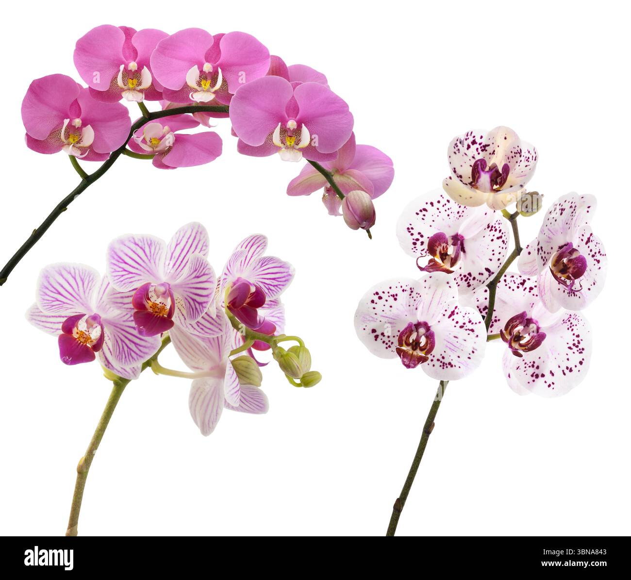Fleurs d'orchidées se mélangent isolé sur fond blanc Banque D'Images