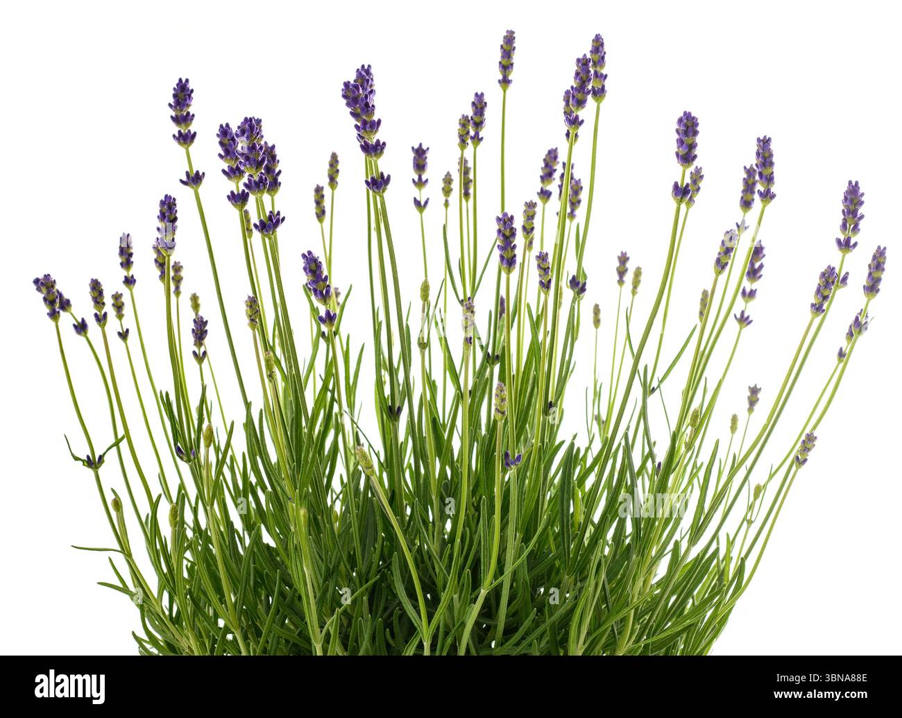 Bouquet de fleurs de lavande isolé sur fond blanc Banque D'Images