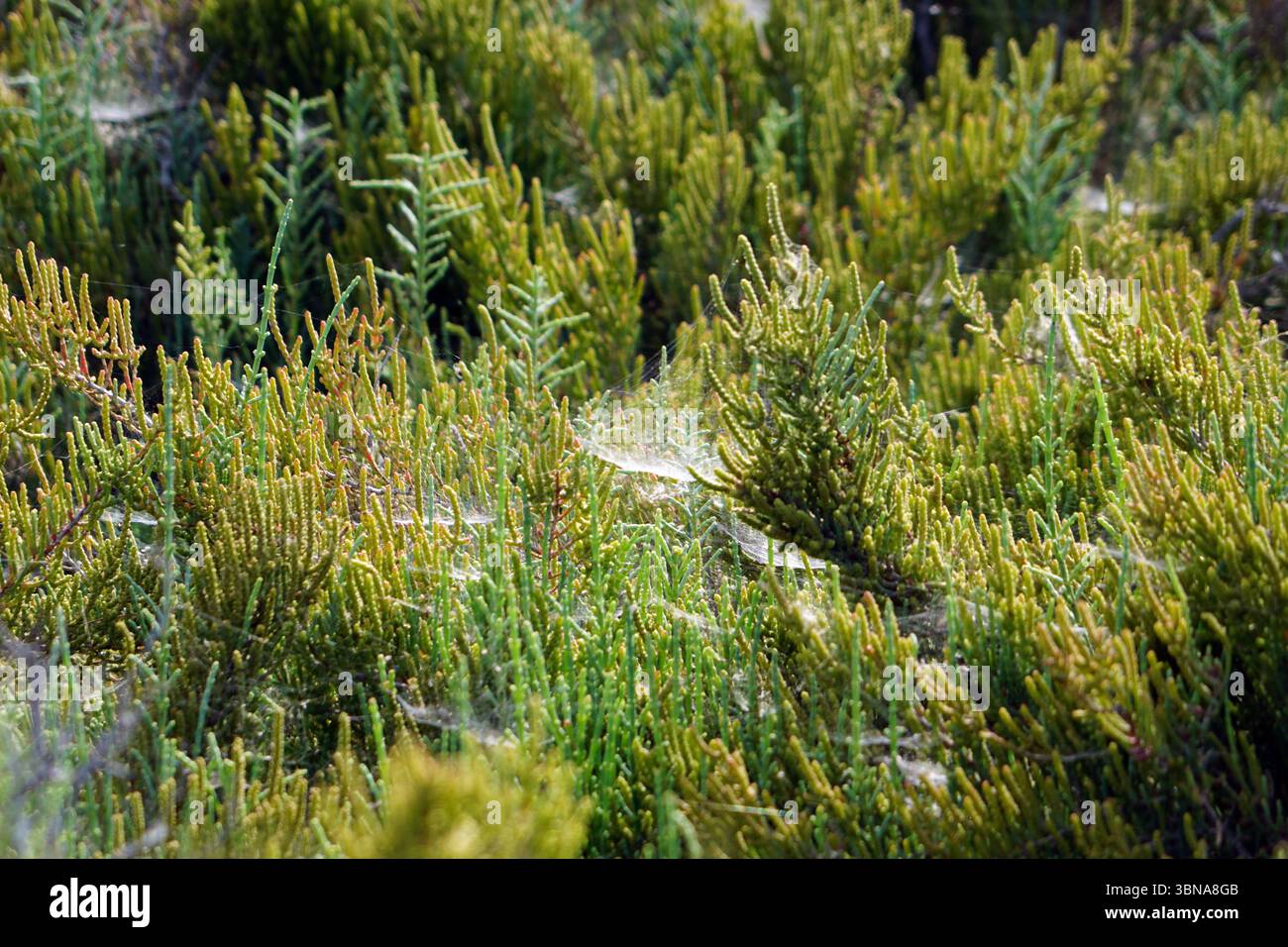 Un champ dense de petites plantes vertes avec des feuilles en forme d'aiguilles, peut-être un type de conifère ou d'arbuste. Les plantes sont densément emballées ensemble, créant un paysage luxuriant et verdoyant. Les plantes sont principalement vertes, certaines présentant une teinte jaunâtre ou brunâtre, en particulier dans un coin. L'image est prise sous un angle bas, soulignant la hauteur des plantes et les détails complexes de leurs feuilles. L'arrière-plan est flou, attirant l'attention sur les plantes au premier plan. Les plantes semblent pousser dans un environnement naturel et extérieur. Légende façonnée par l'œil d'un artiste et l'imagination., Chypre, Banque D'Images Un champ dense de petites plantes vertes avec des feuilles en forme d'aiguilles, peut-être un type de conifère ou d'arbuste. Les plantes sont densément emballées ensemble, créant un paysage luxuriant et verdoyant. Les plantes sont principalement vertes, certaines présentant une teinte jaunâtre ou brunâtre, en particulier dans un coin. L'image est prise sous un angle bas, soulignant la hauteur des plantes et les détails complexes de leurs feuilles. L'arrière-plan est flou, attirant l'attention sur les plantes au premier plan. Les plantes semblent pousser dans un environnement naturel et extérieur. Légende façonnée par l'œil d'un artiste et l'imagination., Chypre, Banque D'Images