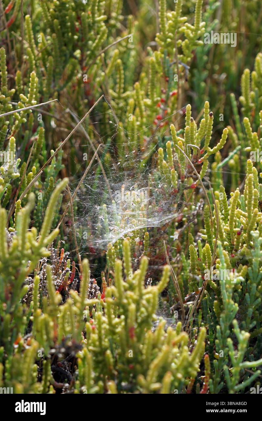 Un champ dense de petites plantes vertes, peut-être un type de succulente ou de bruyère, avec un mélange de feuillage vert et vert jaunâtre. Les plantes sont densément emballées ensemble, créant une scène luxuriante et vibrante. Une toile d'araignée, avec des brins de blanc et de jaune, est visible au centre de l'image, suggérant la présence d'une araignée. L'arrière-plan est flou, attirant l'attention sur les plantes au premier plan. Les plantes semblent pousser dans un environnement naturel. Légende façonnée par l'œil d'un artiste et l'imagination., Chypre, lac salé de Larnaca Banque D'Images Un champ dense de petites plantes vertes, peut-être un type de succulente ou de bruyère, avec un mélange de feuillage vert et vert jaunâtre. Les plantes sont densément emballées ensemble, créant une scène luxuriante et vibrante. Une toile d'araignée, avec des brins de blanc et de jaune, est visible au centre de l'image, suggérant la présence d'une araignée. L'arrière-plan est flou, attirant l'attention sur les plantes au premier plan. Les plantes semblent pousser dans un environnement naturel. Légende façonnée par l'œil d'un artiste et l'imagination., Chypre, lac salé de Larnaca Banque D'Images