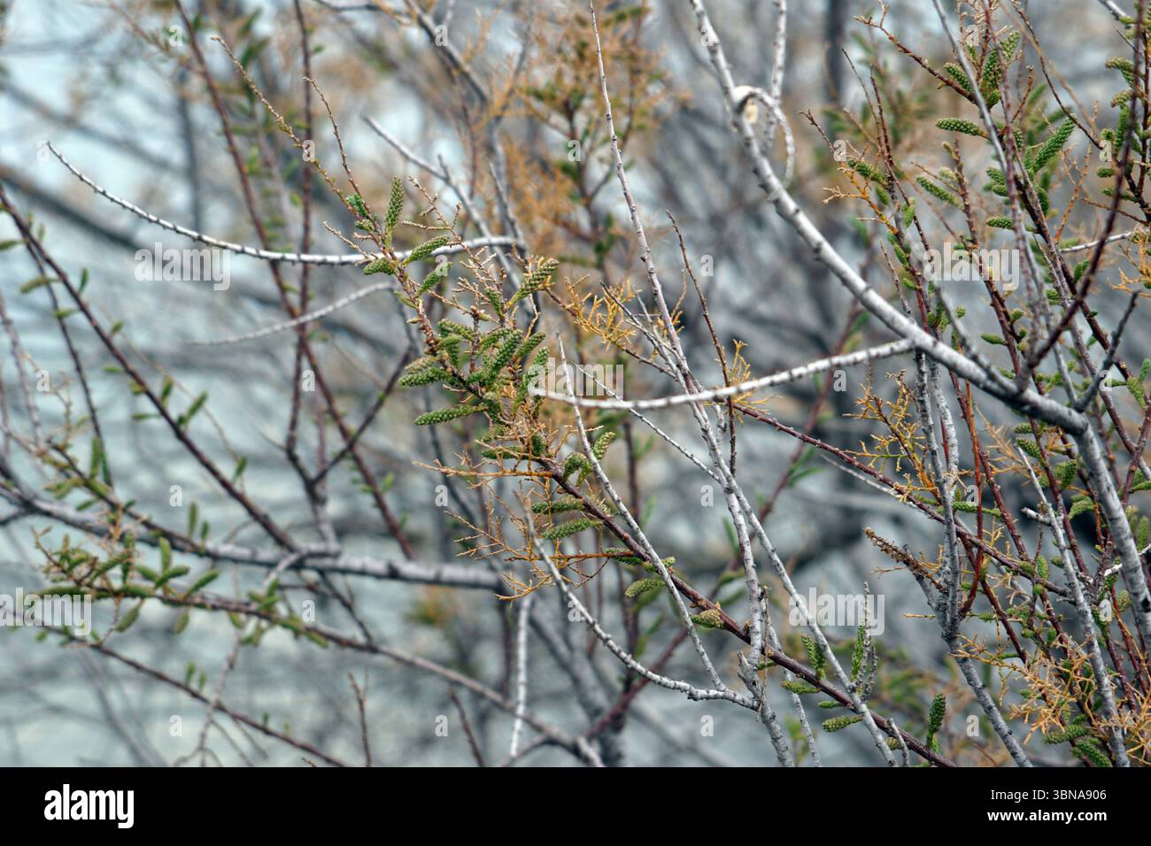 Une vue rapprochée d'une branche d'arbre avec de petits bourgeons verts et quelques feuilles séchées brun jaunâtre. La branche est principalement composée de branches minces, gris clair ou blanches, avec quelques branches grises ou brunes plus foncées intercalées. Les bourgeons sont regroupés en petits groupes et les feuilles sont un mélange de vert et de brun jaunâtre. L'arrière-plan est flou, créant un effet flou et doux qui attire l'attention sur la branche et ses détails. Légende façonnée par l'œil d'un artiste et l'imagination., Chypre, lac salé de Larnaca Banque D'Images Une vue rapprochée d'une branche d'arbre avec de petits bourgeons verts et quelques feuilles séchées brun jaunâtre. La branche est principalement composée de branches minces, gris clair ou blanches, avec quelques branches grises ou brunes plus foncées intercalées. Les bourgeons sont regroupés en petits groupes et les feuilles sont un mélange de vert et de brun jaunâtre. L'arrière-plan est flou, créant un effet flou et doux qui attire l'attention sur la branche et ses détails. Légende façonnée par l'œil d'un artiste et l'imagination., Chypre, lac salé de Larnaca Banque D'Images