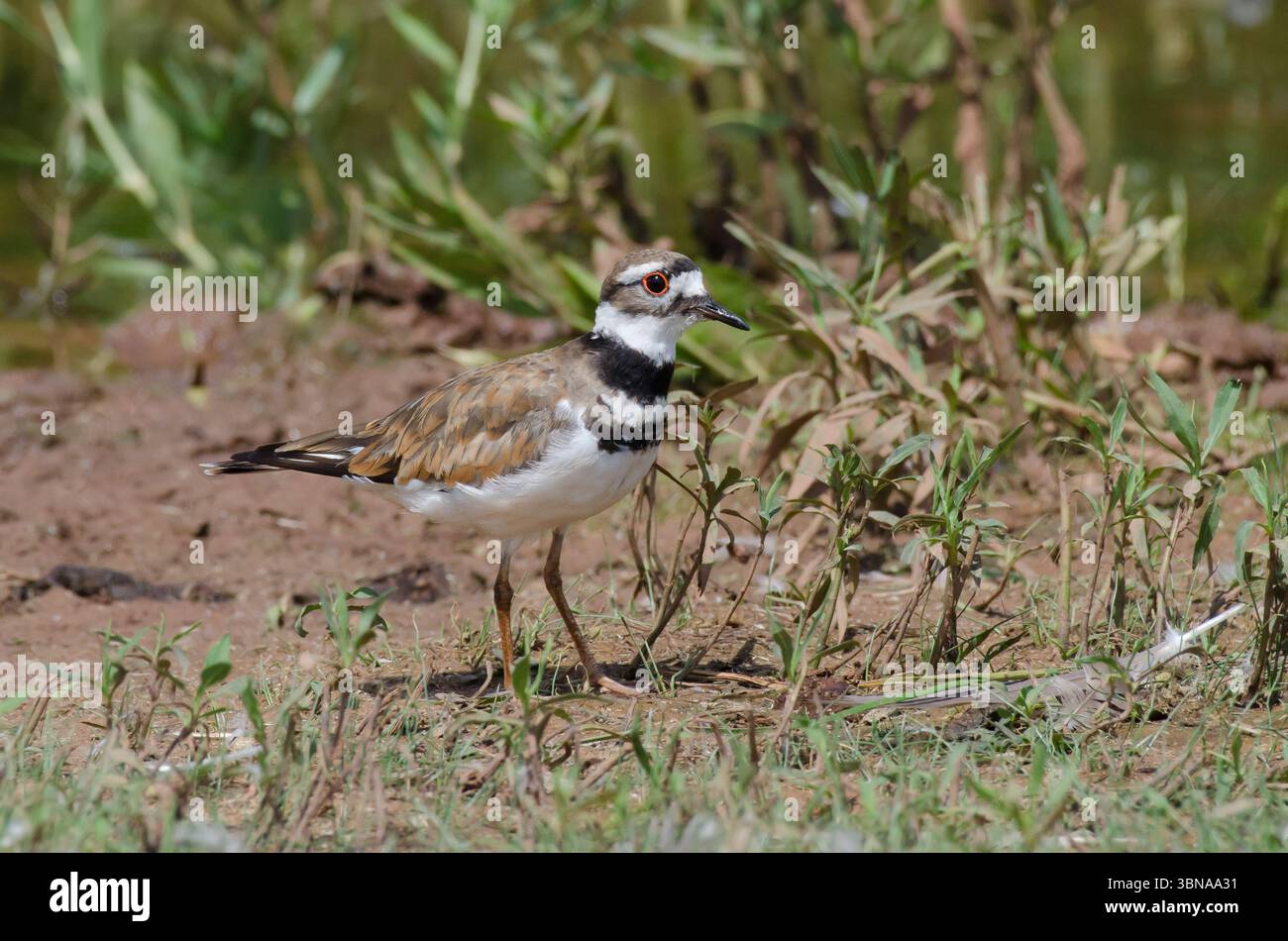 Charadrius vociferus Killdeer, Banque D'Images