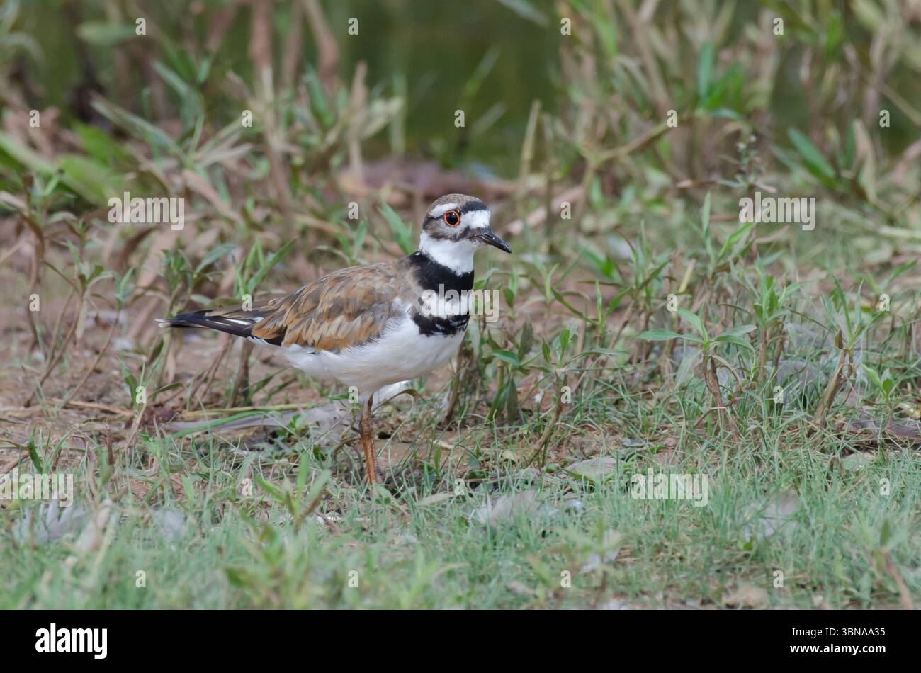 Charadrius vociferus Killdeer, Banque D'Images