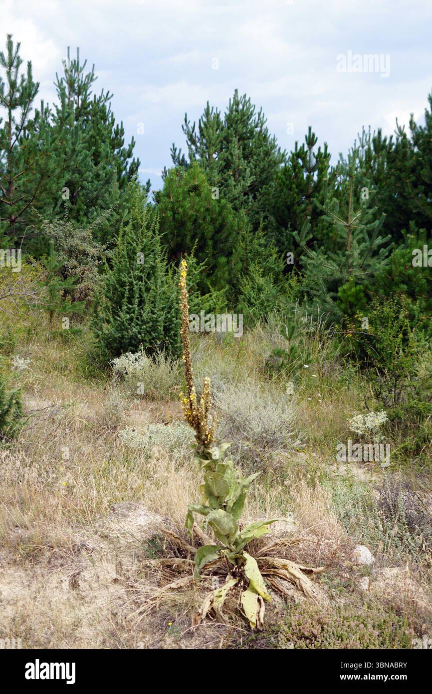 Un paysage serein avec une petite plante au premier plan, avec un mélange de feuilles vertes et brun jaunâtre et une tige haute et mince avec une fleur jaunâtre à son sommet. La plante est située sur une parcelle d'herbe brun clair et sèche. En arrière-plan, une forêt dense d'arbres à feuilles persistantes offre une toile de fond naturelle. Le ciel est bleu clair avec quelques nuages blancs. Le sol est un mélange d'herbe sèche et brun clair et de parcelles de végétation verte. Un œil d'artiste et l'imagination façonné légende., Bansko est une ville pittoresque dans le sud-ouest de la Bulgarie, nichée au pied des montagnes Pirin. Banque D'Images Un paysage serein avec une petite plante au premier plan, avec un mélange de feuilles vertes et brun jaunâtre et une tige haute et mince avec une fleur jaunâtre à son sommet. La plante est située sur une parcelle d'herbe brun clair et sèche. En arrière-plan, une forêt dense d'arbres à feuilles persistantes offre une toile de fond naturelle. Le ciel est bleu clair avec quelques nuages blancs. Le sol est un mélange d'herbe sèche et brun clair et de parcelles de végétation verte. Un œil d'artiste et l'imagination façonné légende., Bansko est une ville pittoresque dans le sud-ouest de la Bulgarie, nichée au pied des montagnes Pirin. Banque D'Images